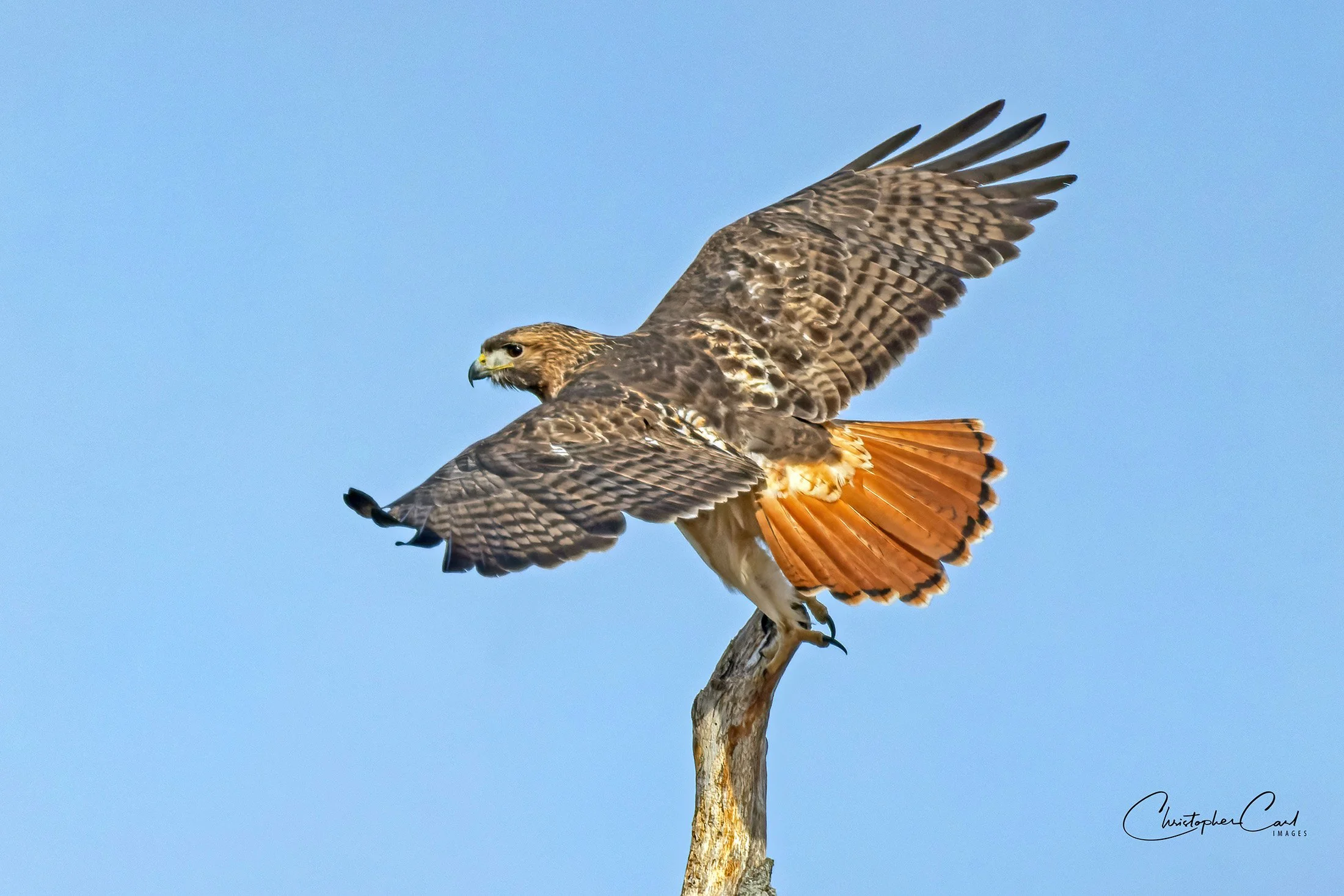 red tailed hawk takeoff caumsett back view 2.jpg