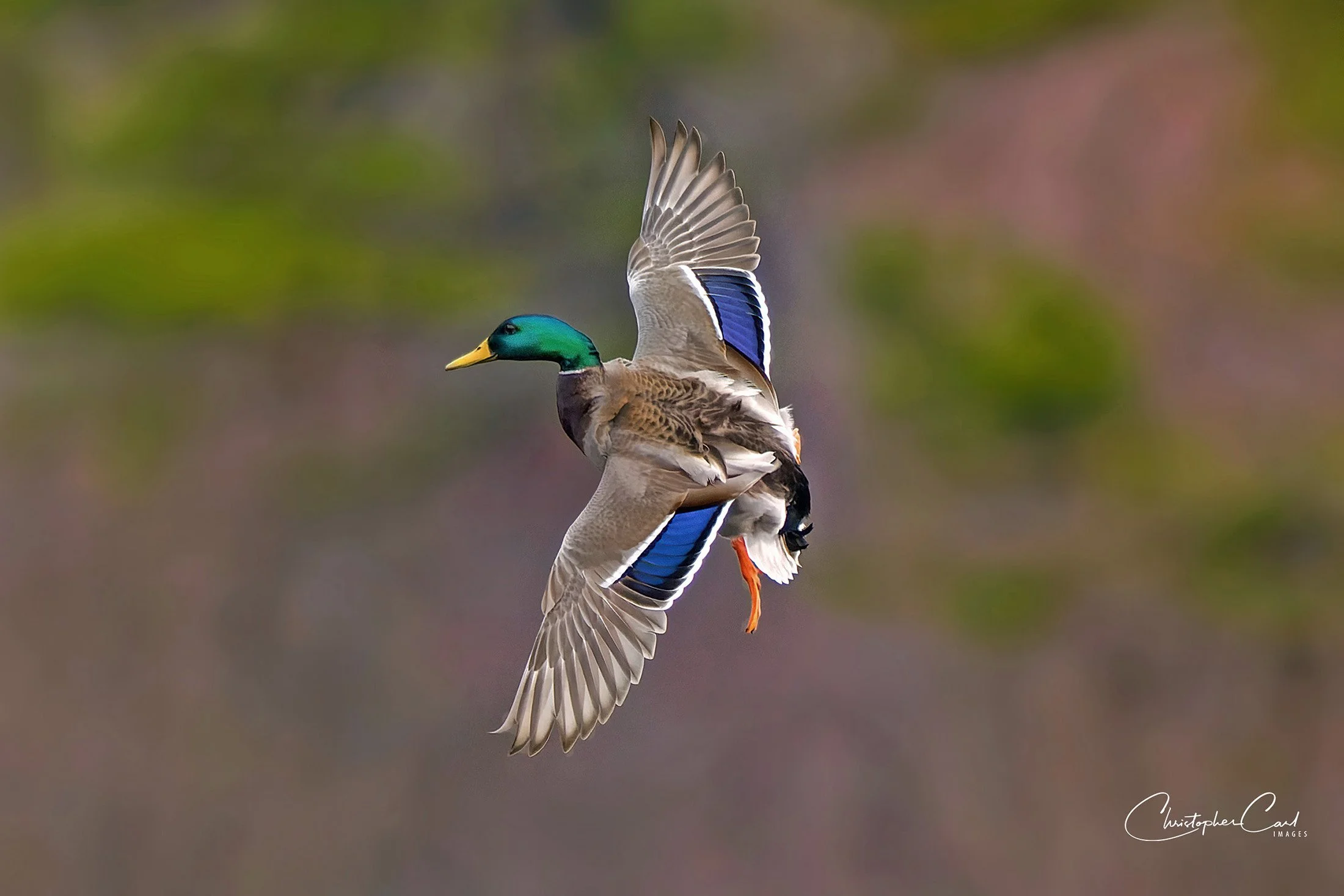 mallard topside flyby wings out 2023.jpg