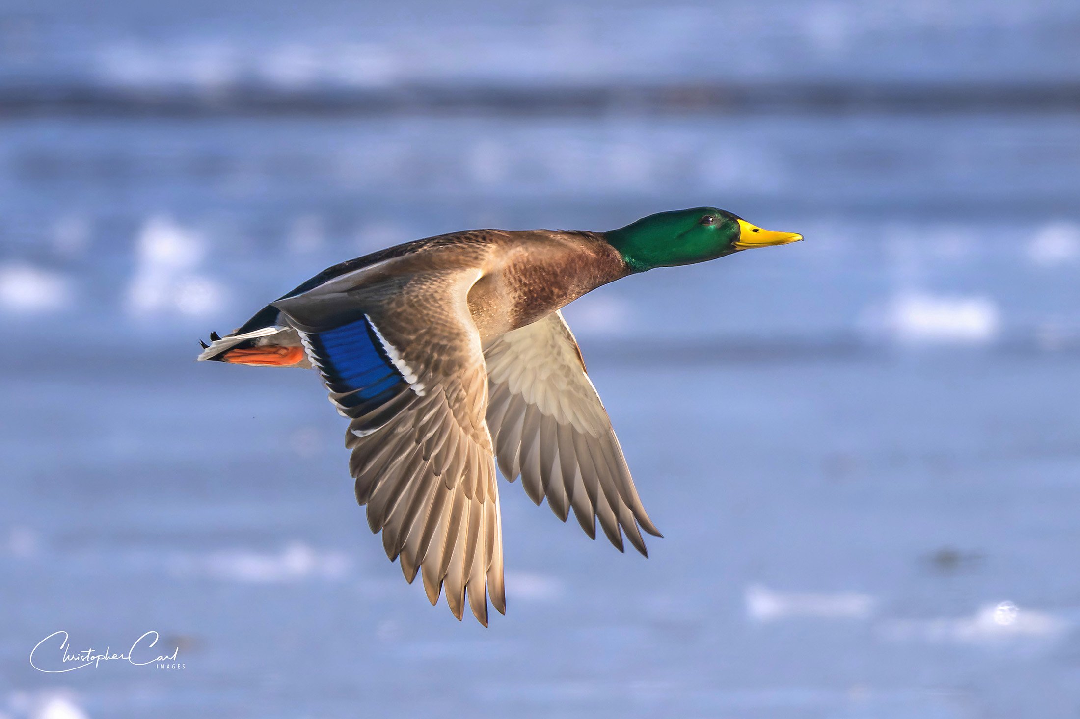 mallard drake flight oak ice 2025 9.jpg