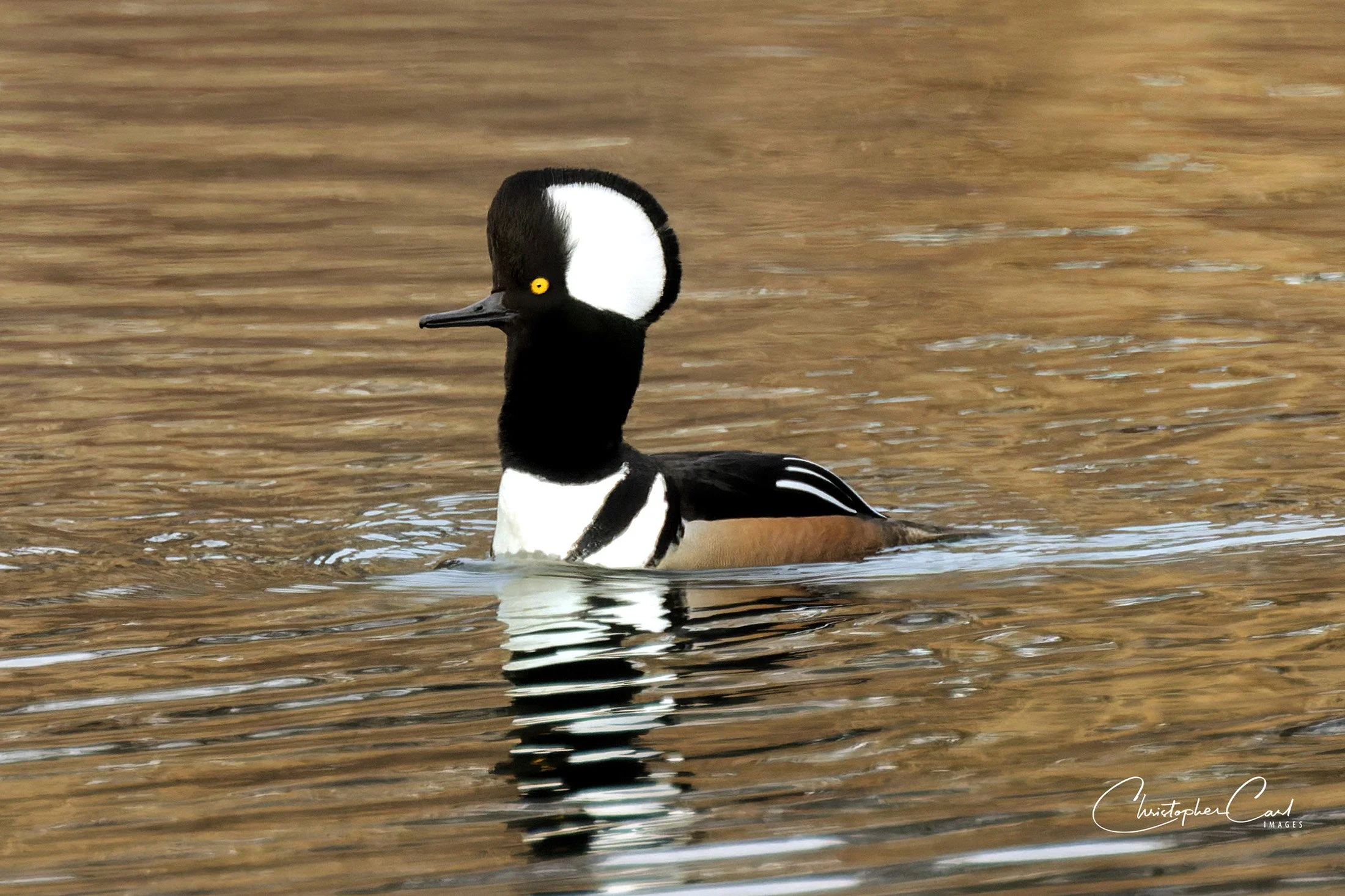 hooded merganser drake neck up gibbs 1.jpg