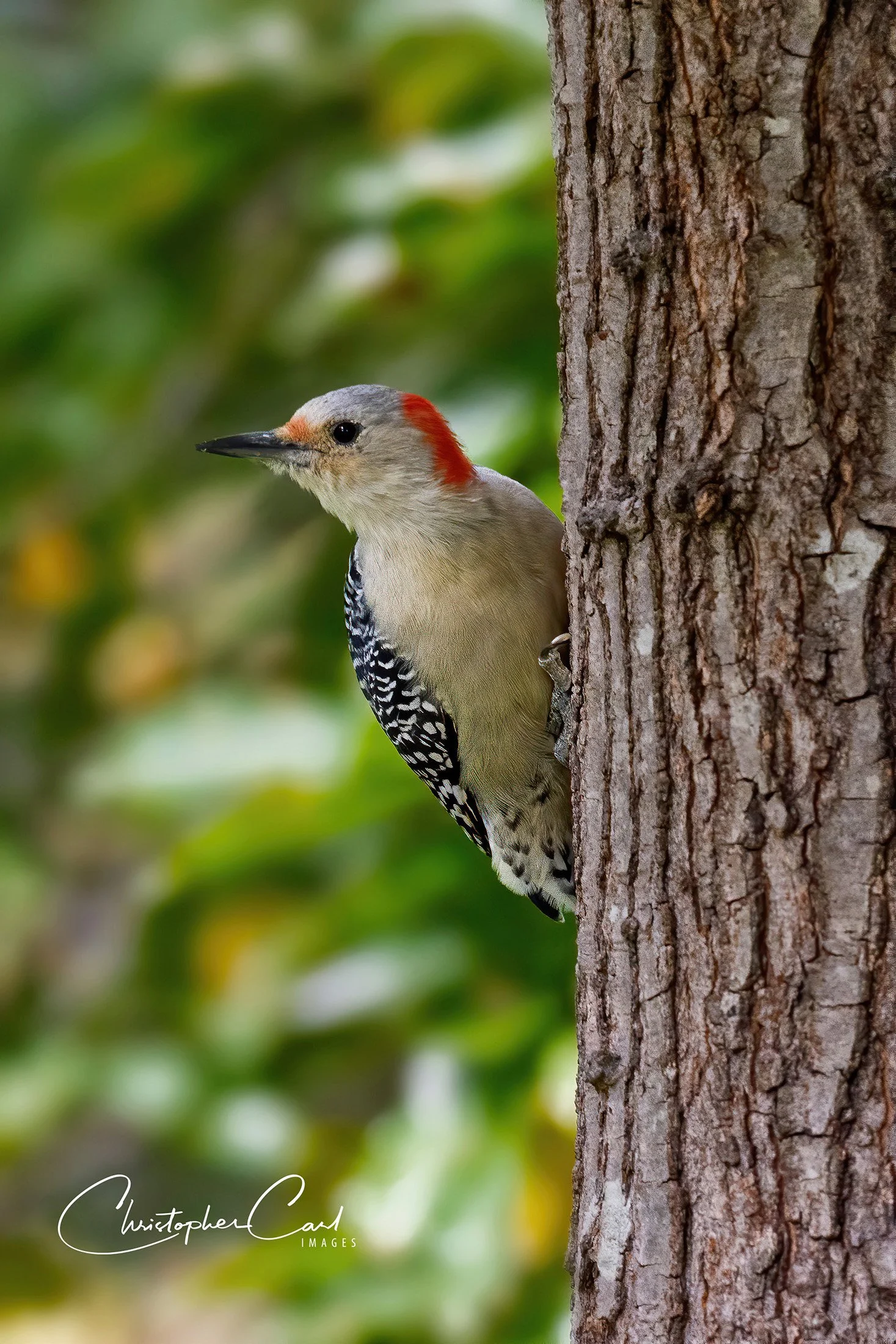 red bellied yard side pose 1.jpg