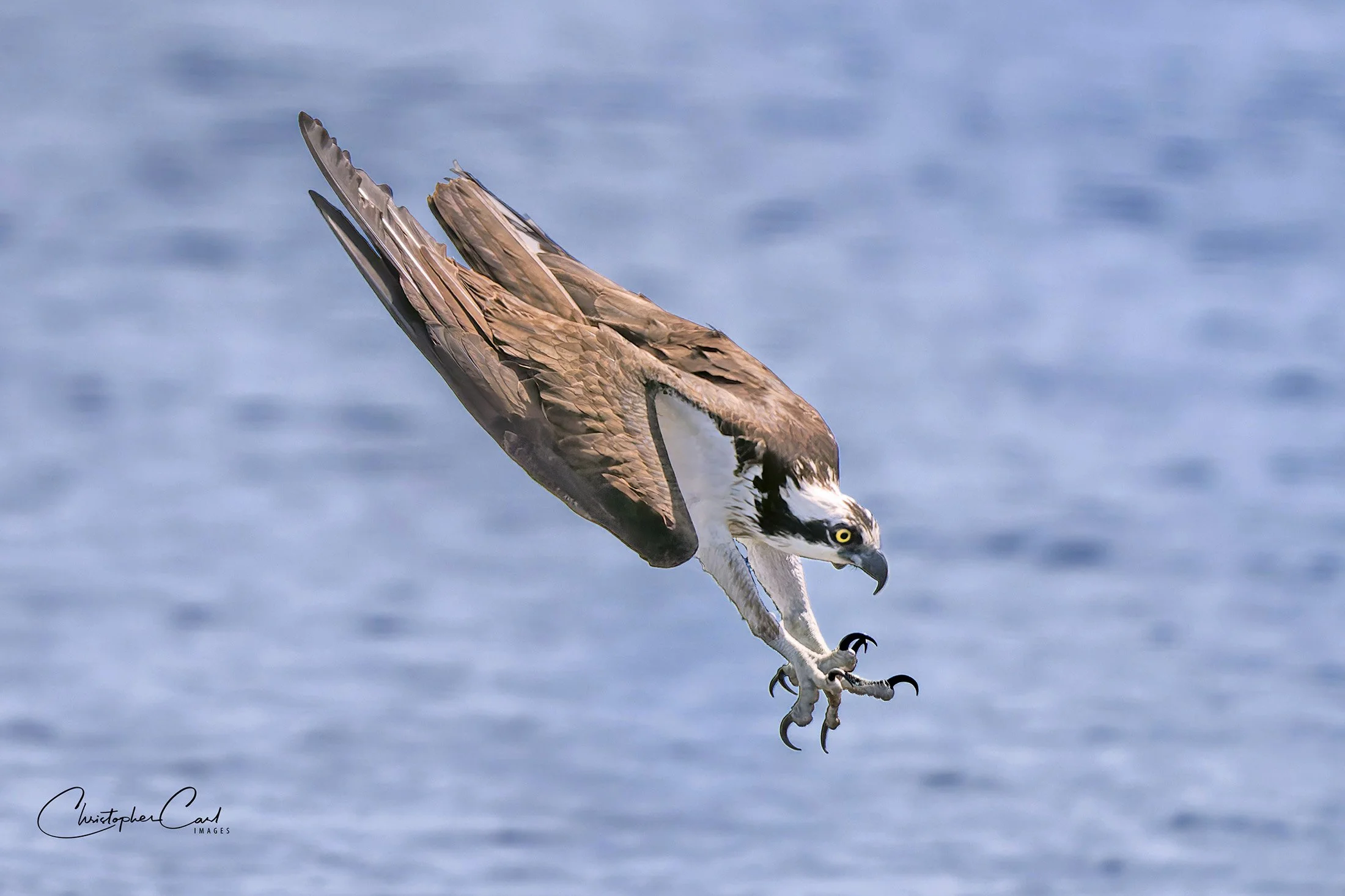 osprey dive southaven 2025 11_1.jpg