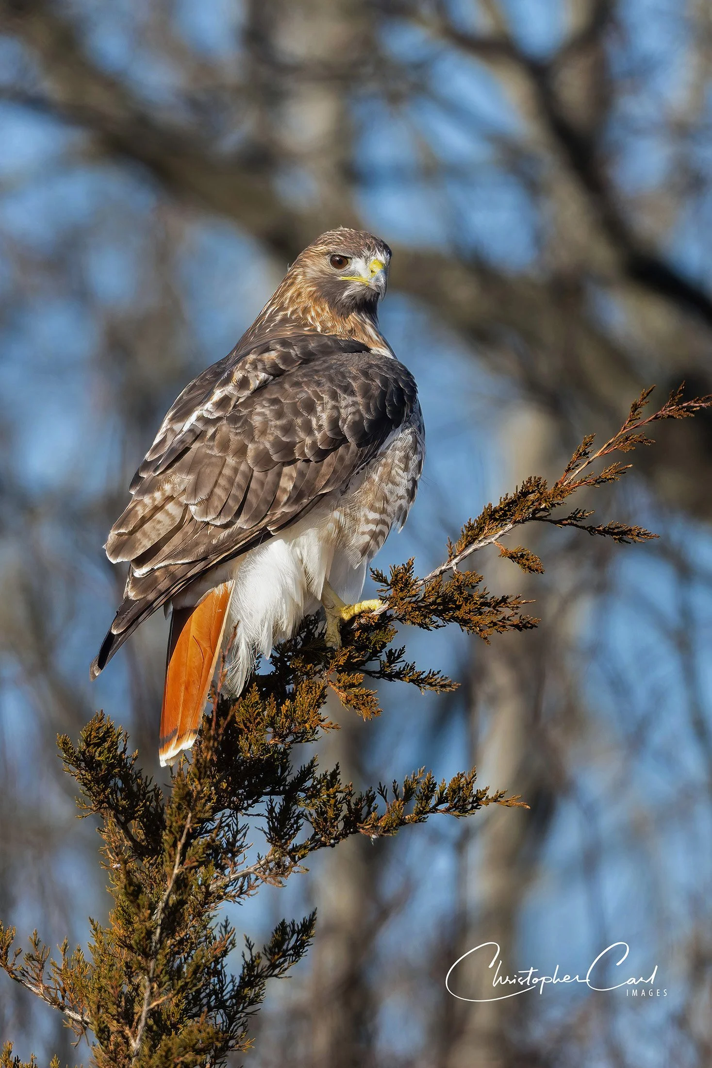 red tailed hawk portrait sunken 2026 15.jpg
