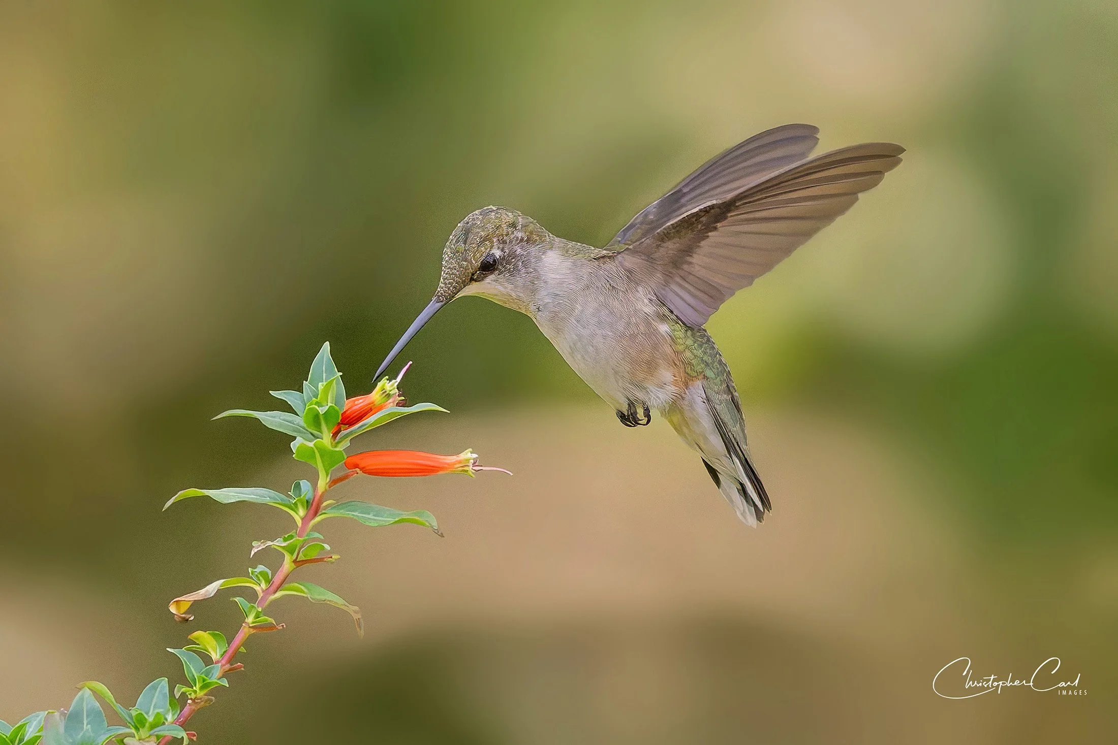 ruby throated hummer wertheim flight 2025 7.jpg