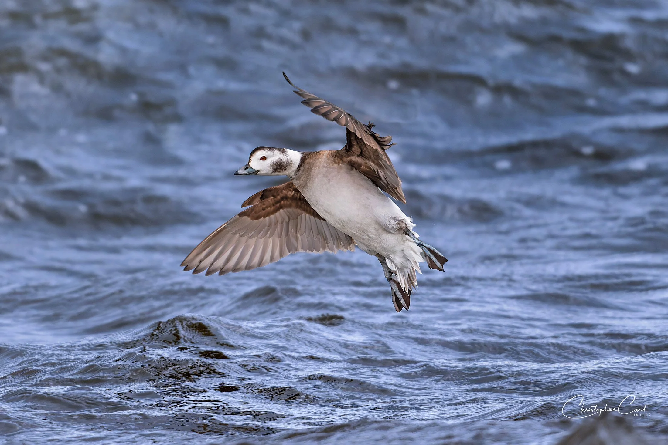 long tailed duck hen flight sunken 2025 14.jpg