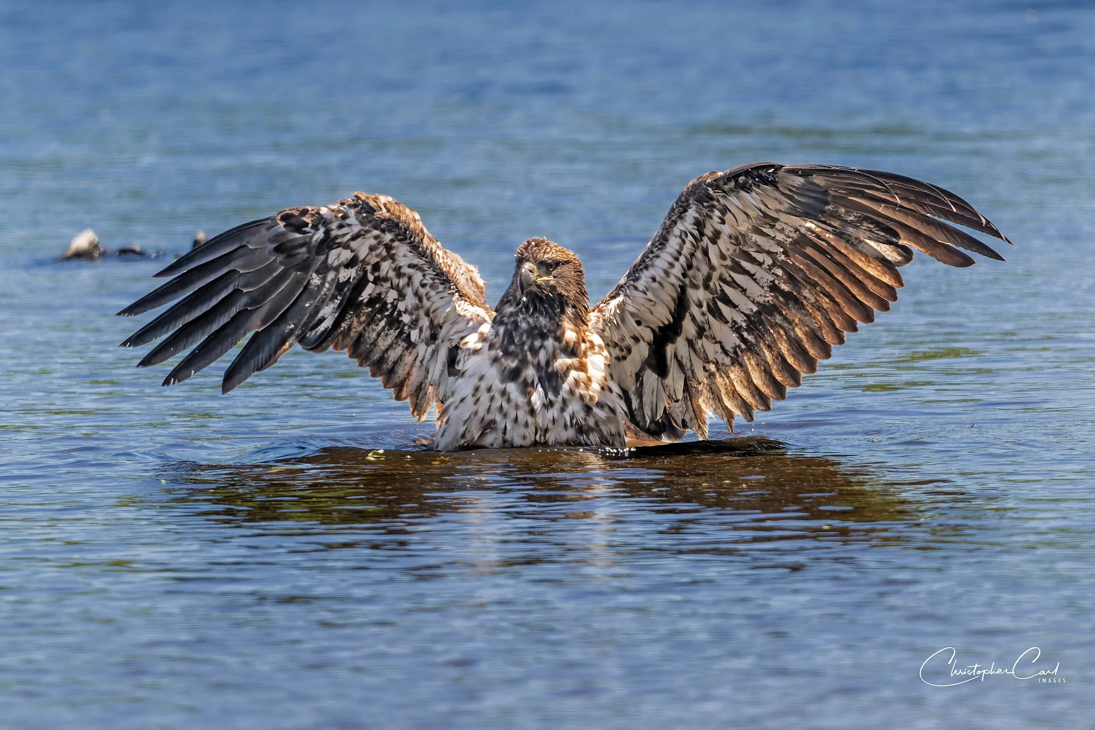 bald eagle bathing wings southaven 2025 1.jpg