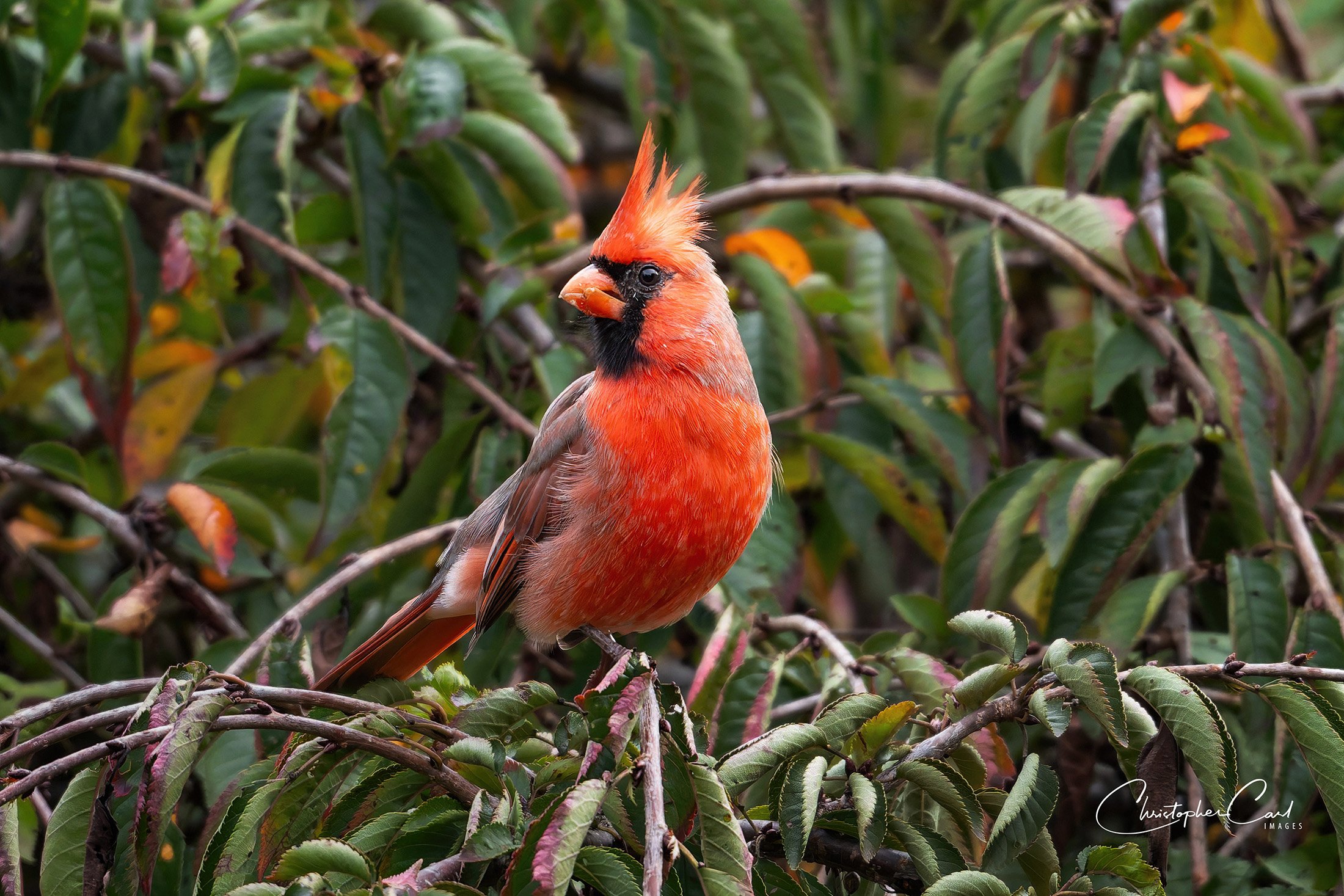 northern cardinal front yard 2025 31.jpg