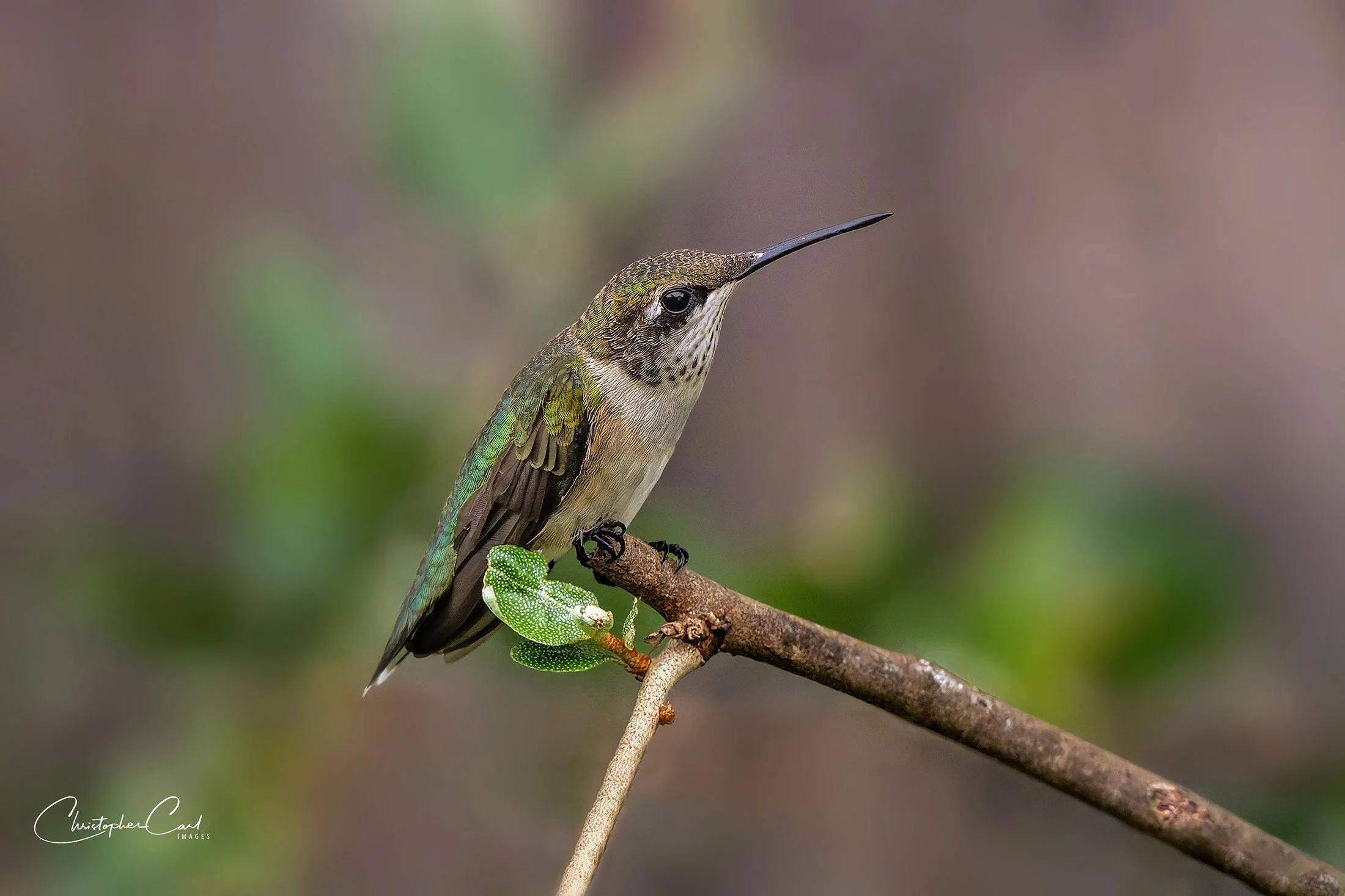 ruby throated hummingbird portrait wertheim 2025 7.jpg