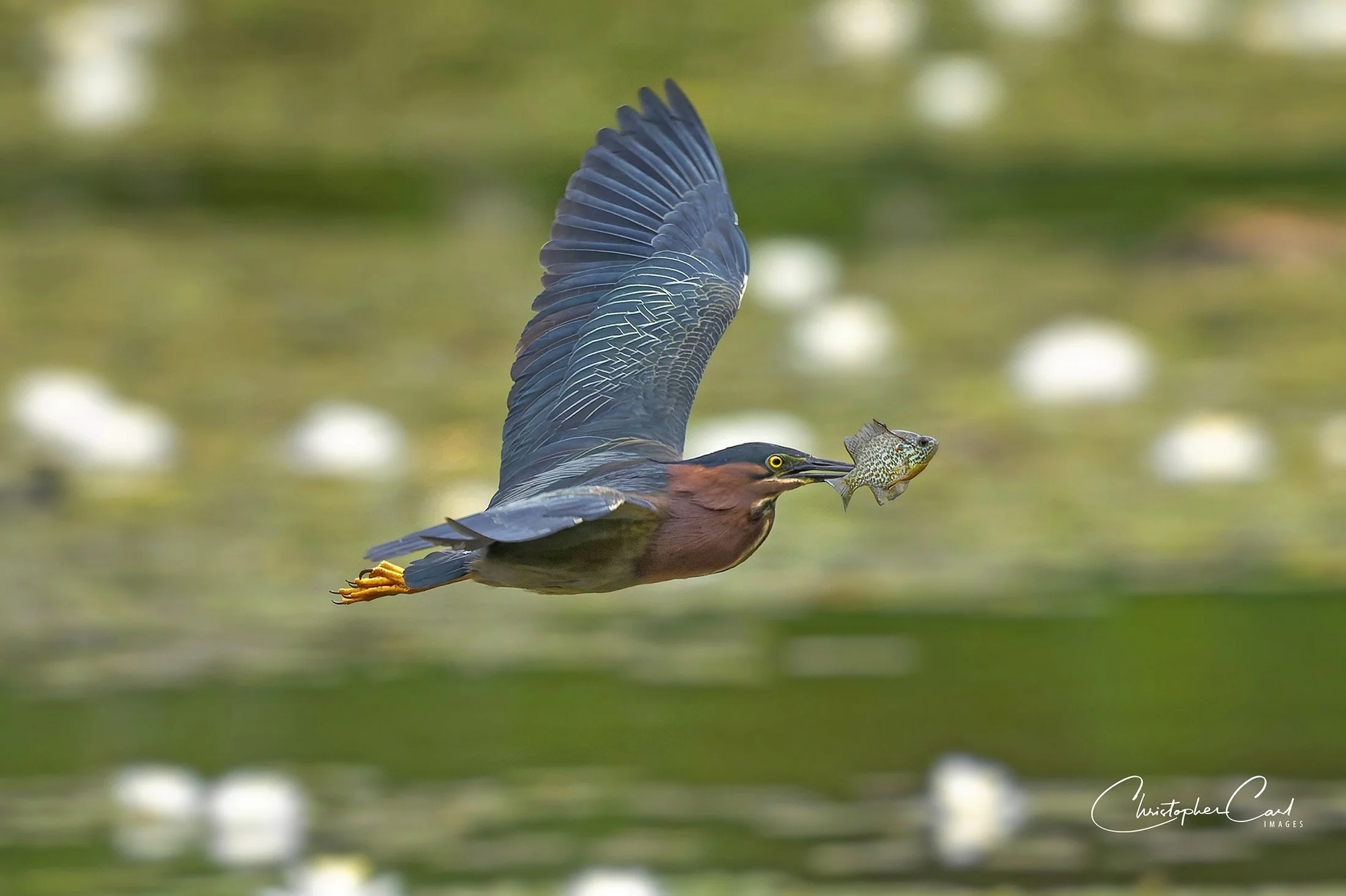green heron cro with fish in flight .jpg