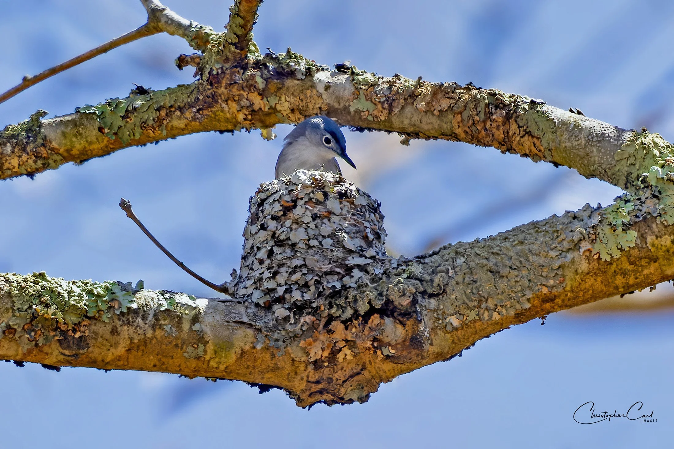 blue gray gnatcatcher nest .jpg