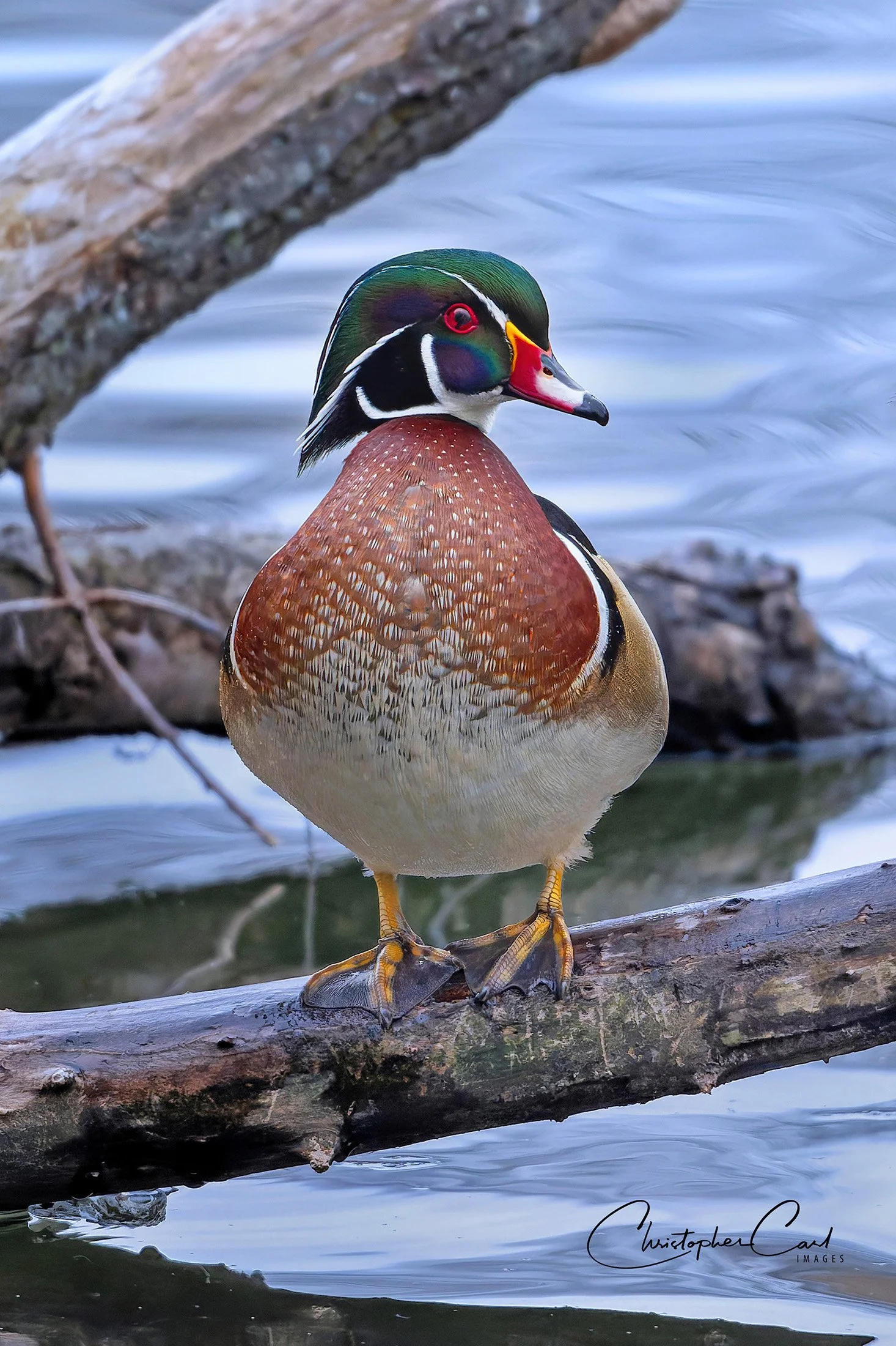 wood duck drake portrait oak 2025 18.jpg