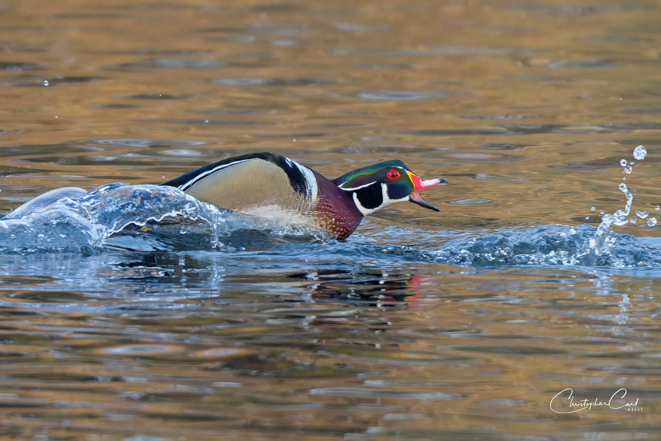 wood duck mad oak 2025 15.jpg