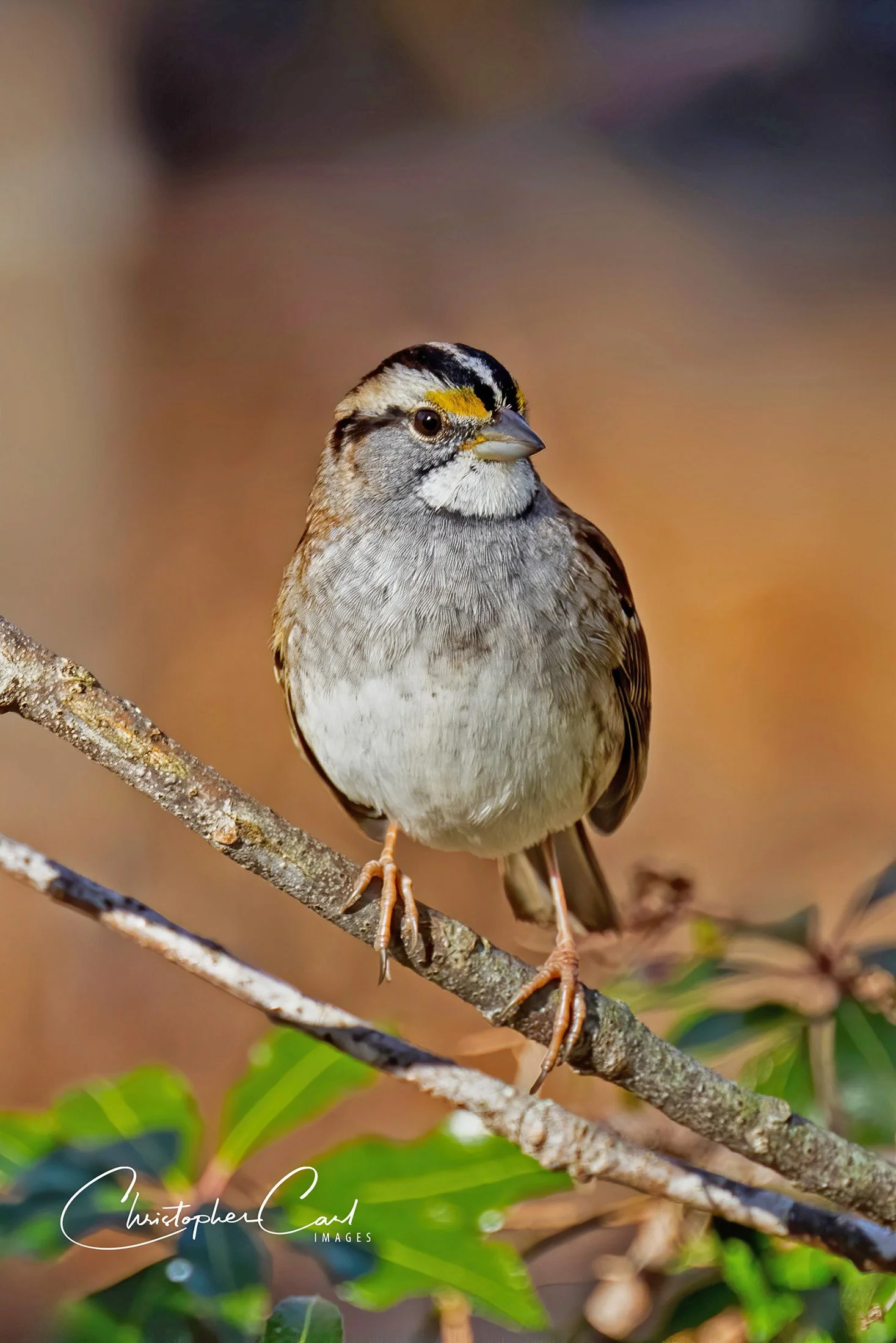 white throated sparrow portrait yard 3.jpg