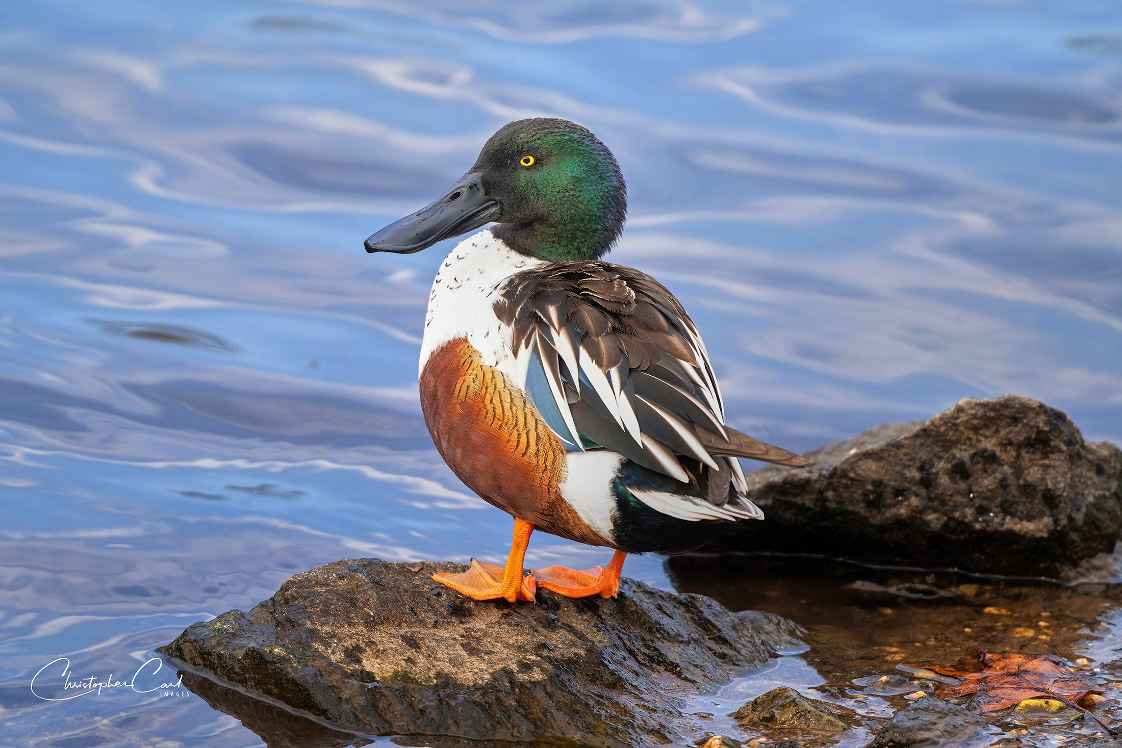 northern shoveler portrait oak 2026 11.jpg