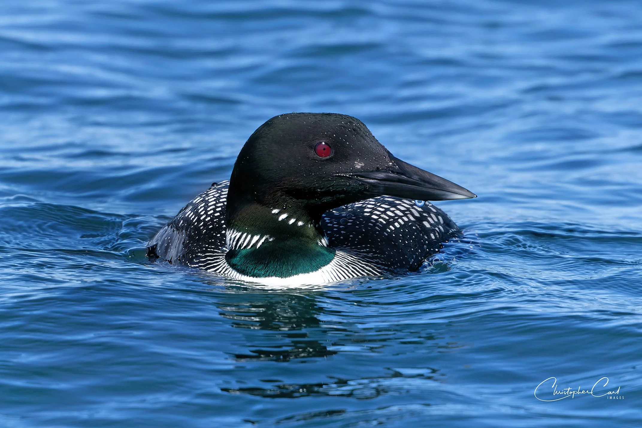 common loon breeding plumage stony brook 9 resize.jpg
