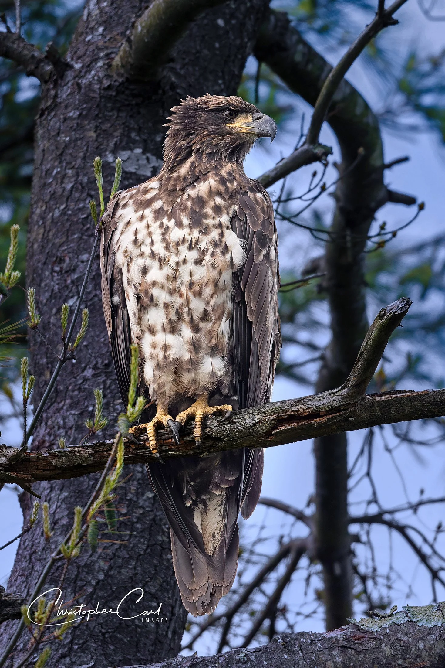 bald eagle juvi southaven 2025 12.jpg
