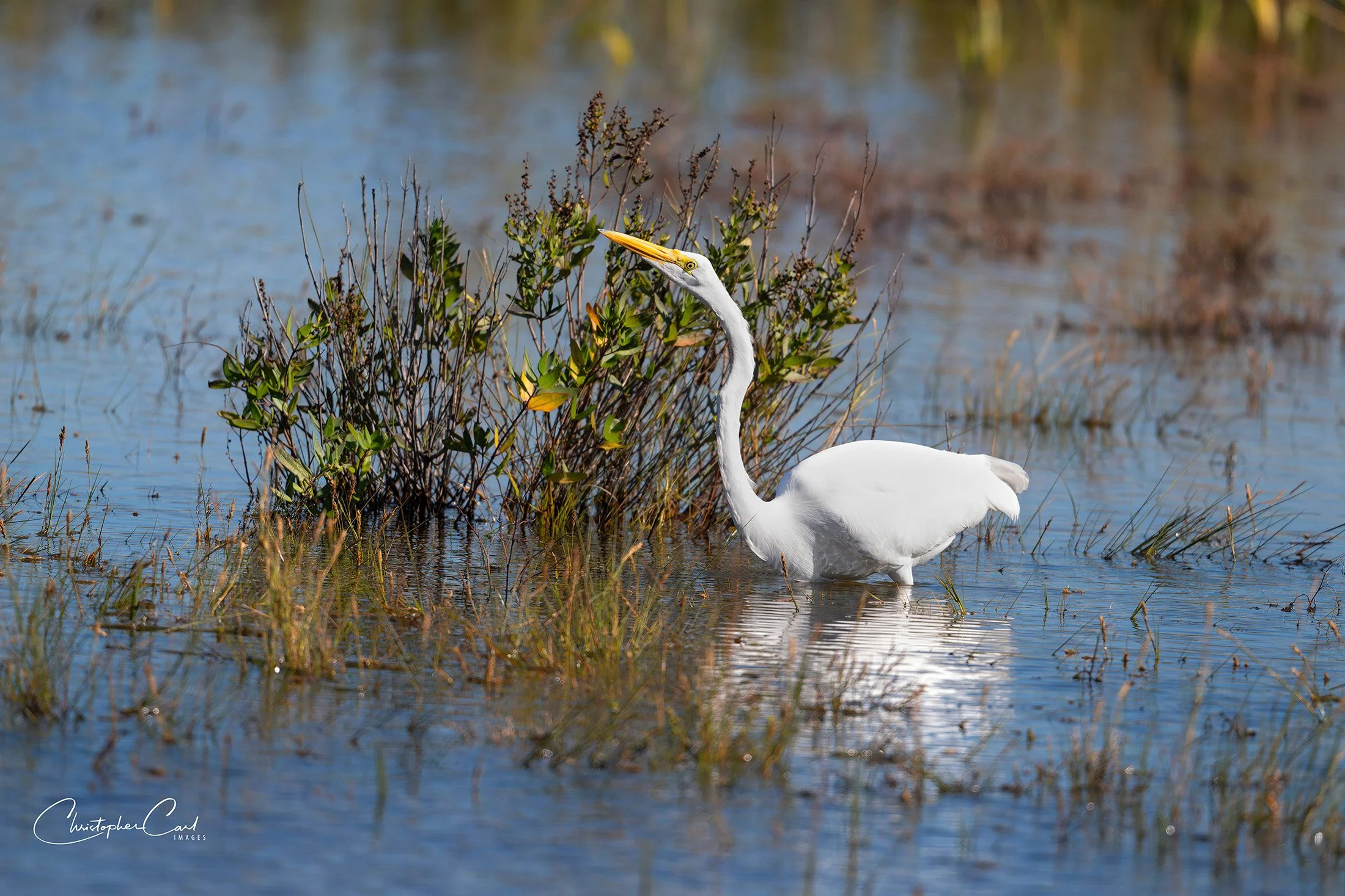 great egret wading sunken 2025 37.jpg