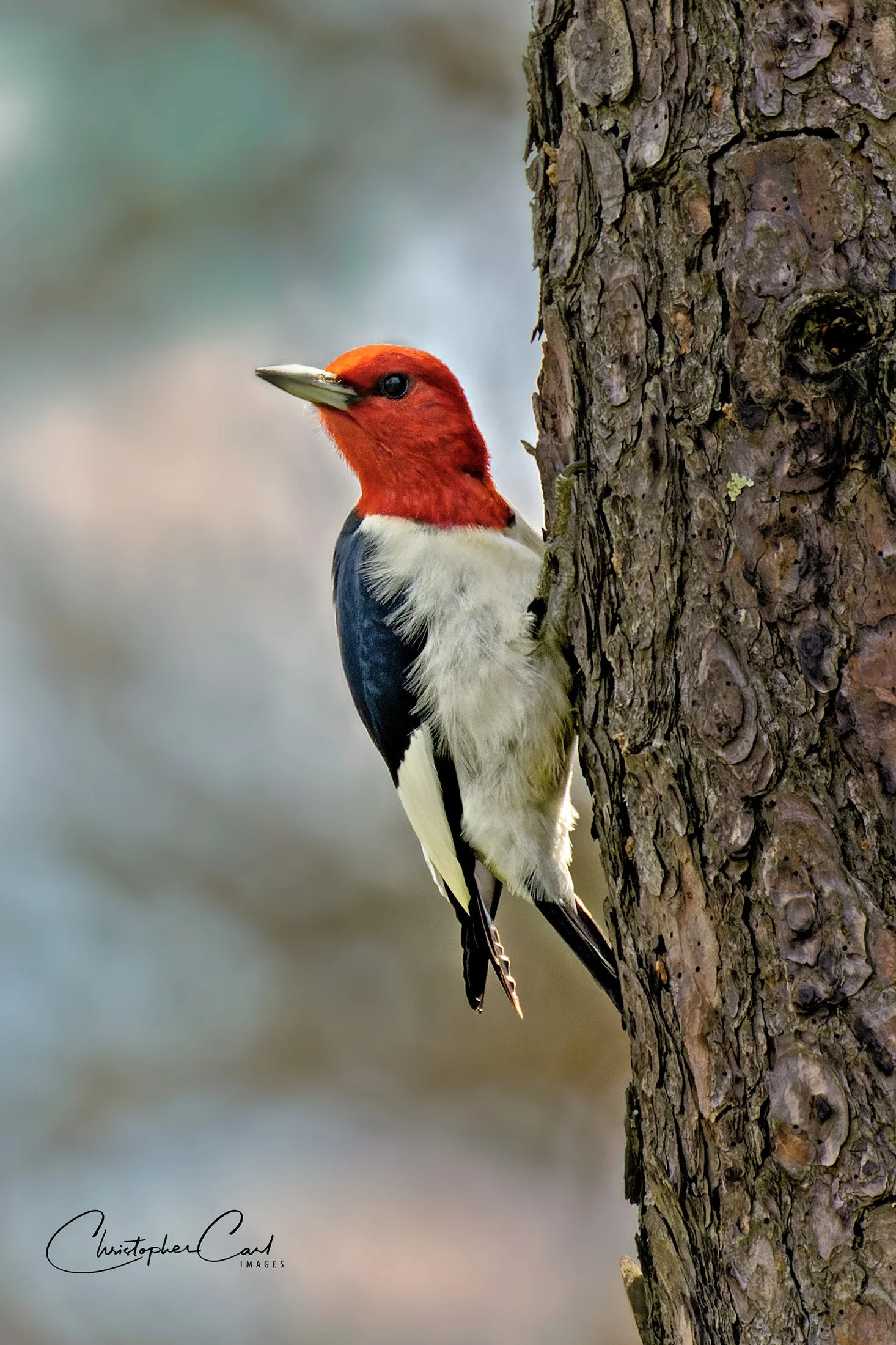 red headed woodpecker jones pond 2023 6.jpg