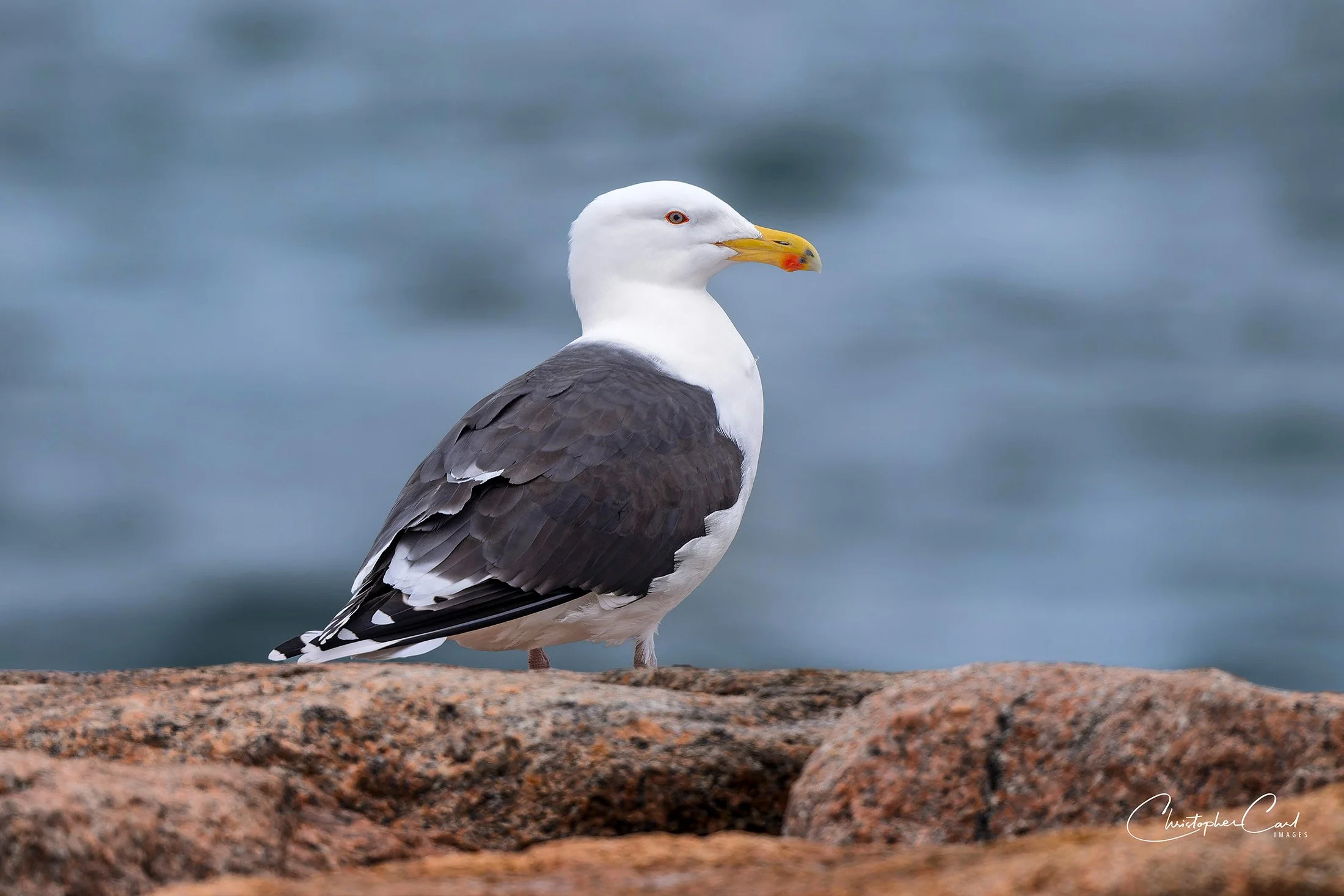 great black backed gull shin 2025 17.jpg
