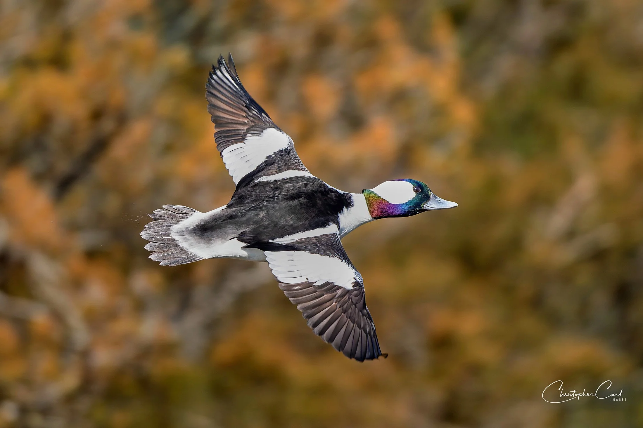 buflehead drake flight sunken 2026 10.jpg