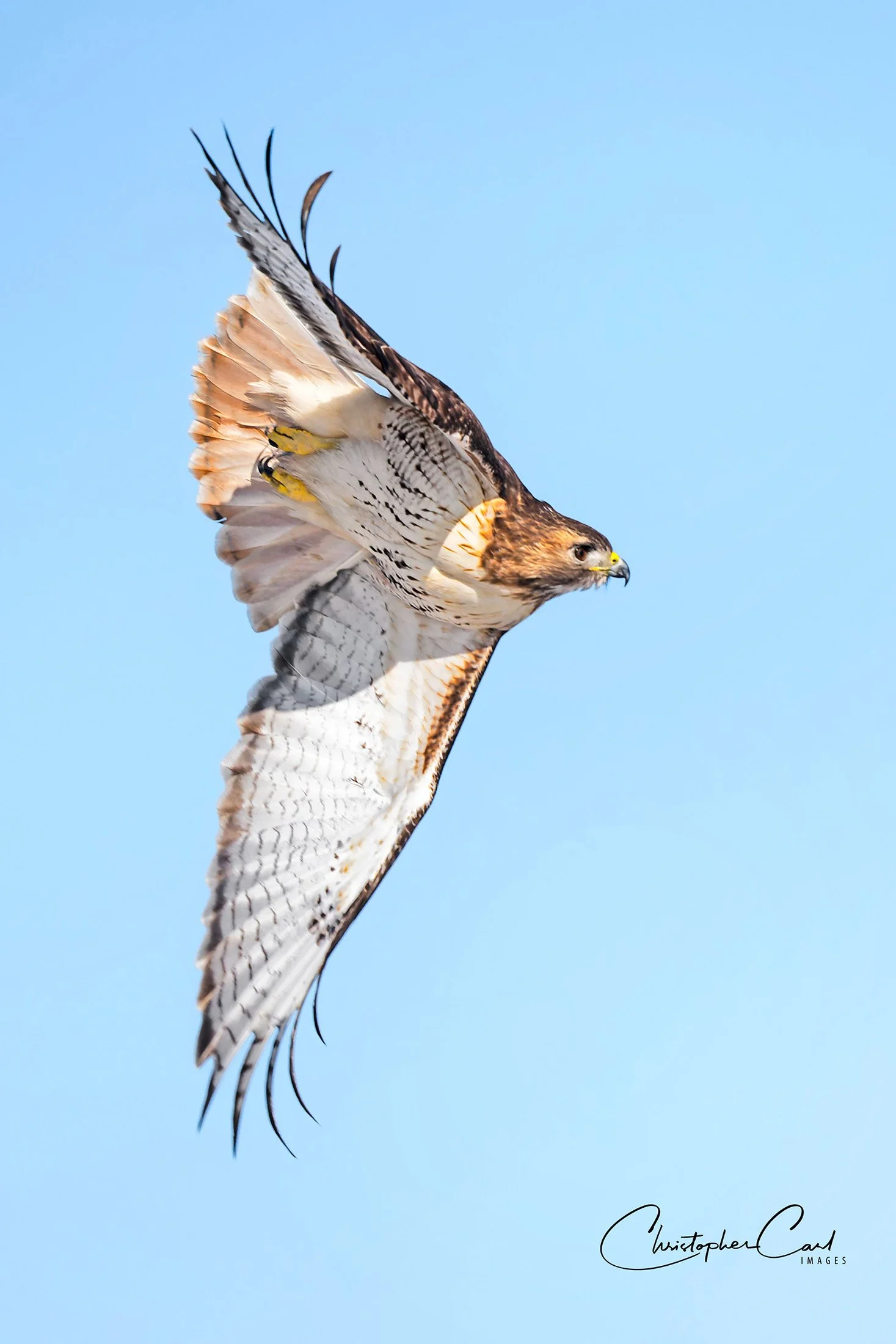 red tailed hawk flight sunken 2026 12.jpg