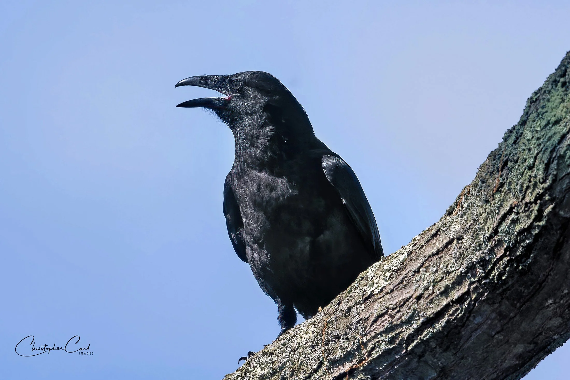 common raven perched yard 2025 15.jpg