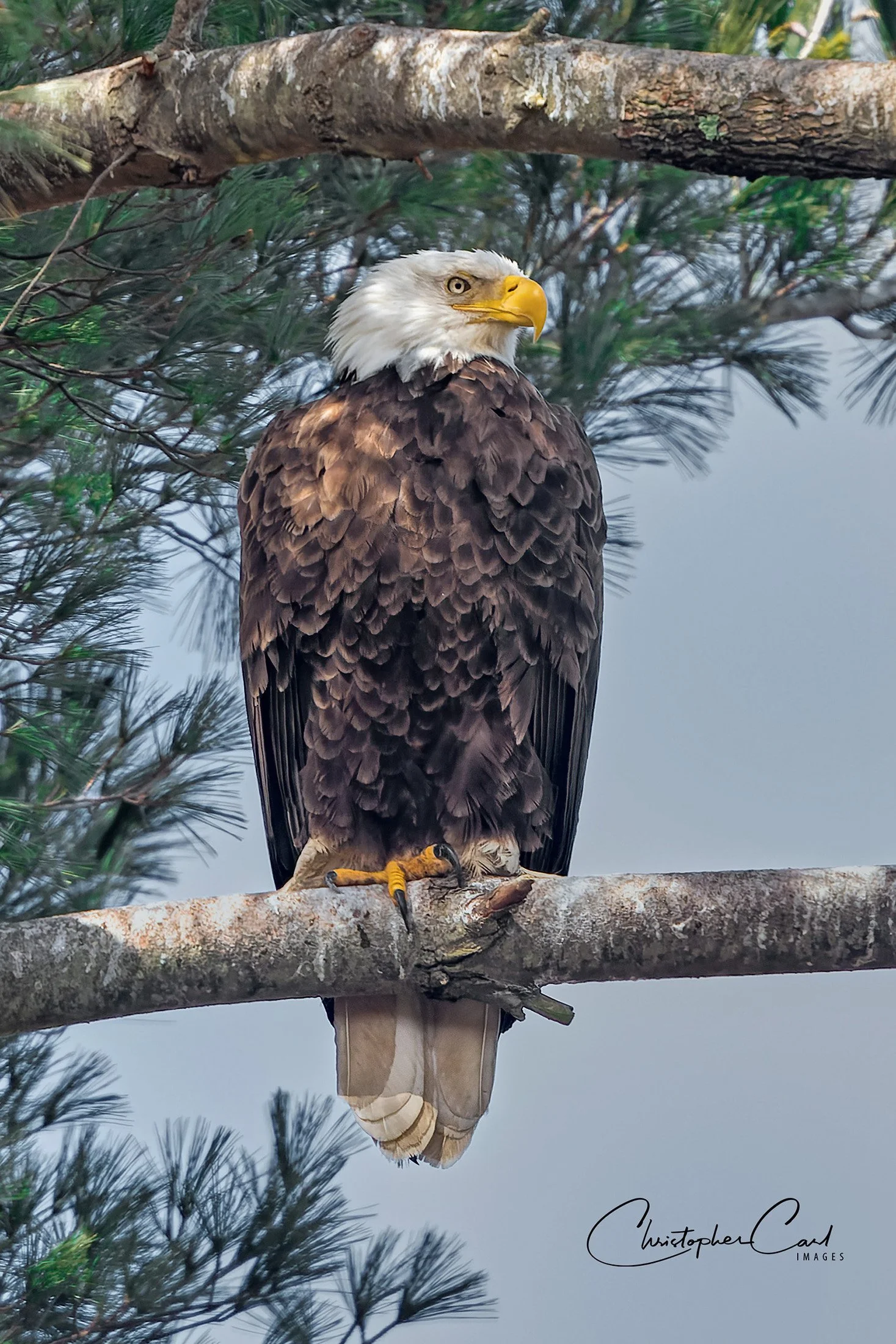 bald eagle closeup tanglewood 4.jpg