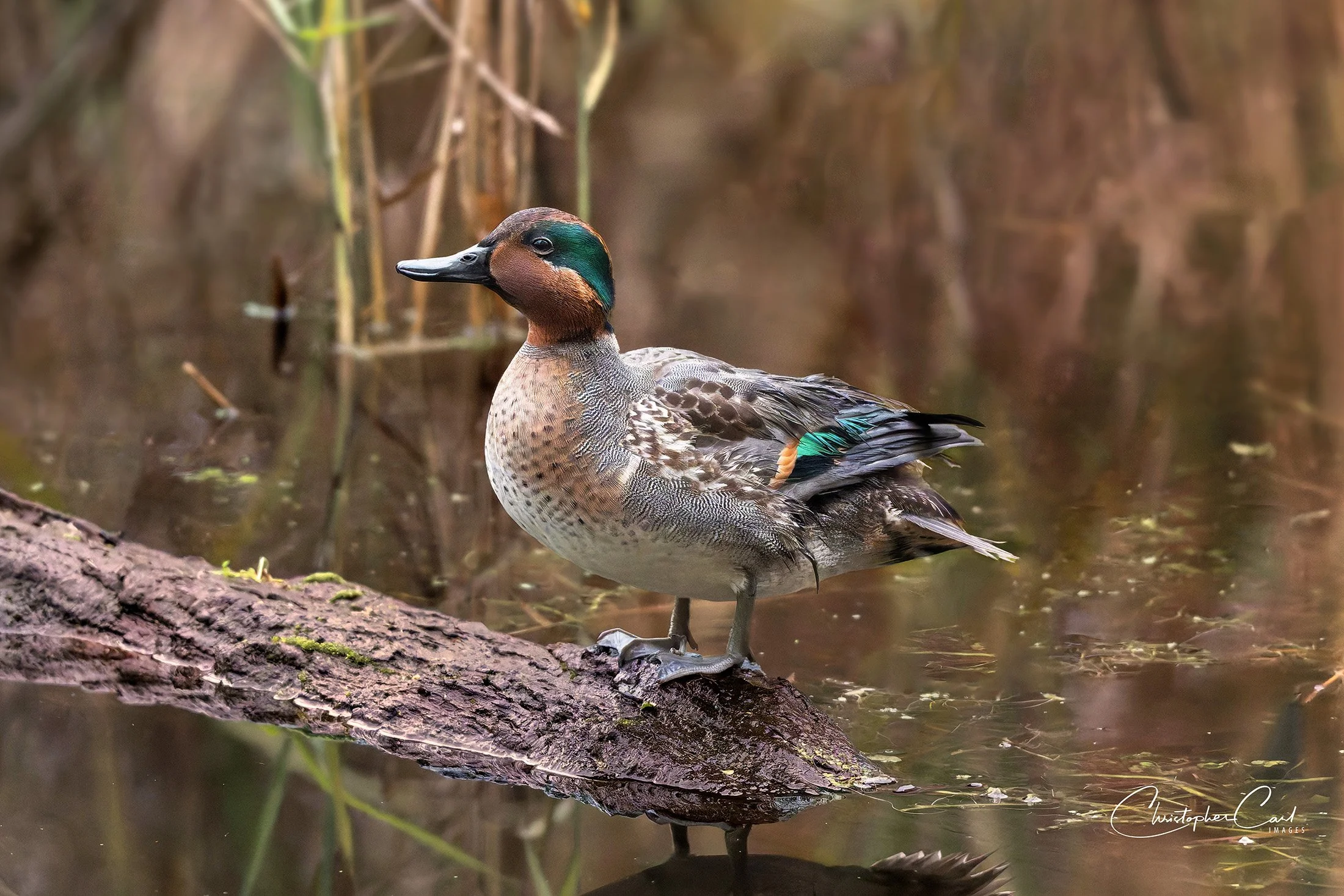 green winged teal drake oak perched wood 2025 3.jpg