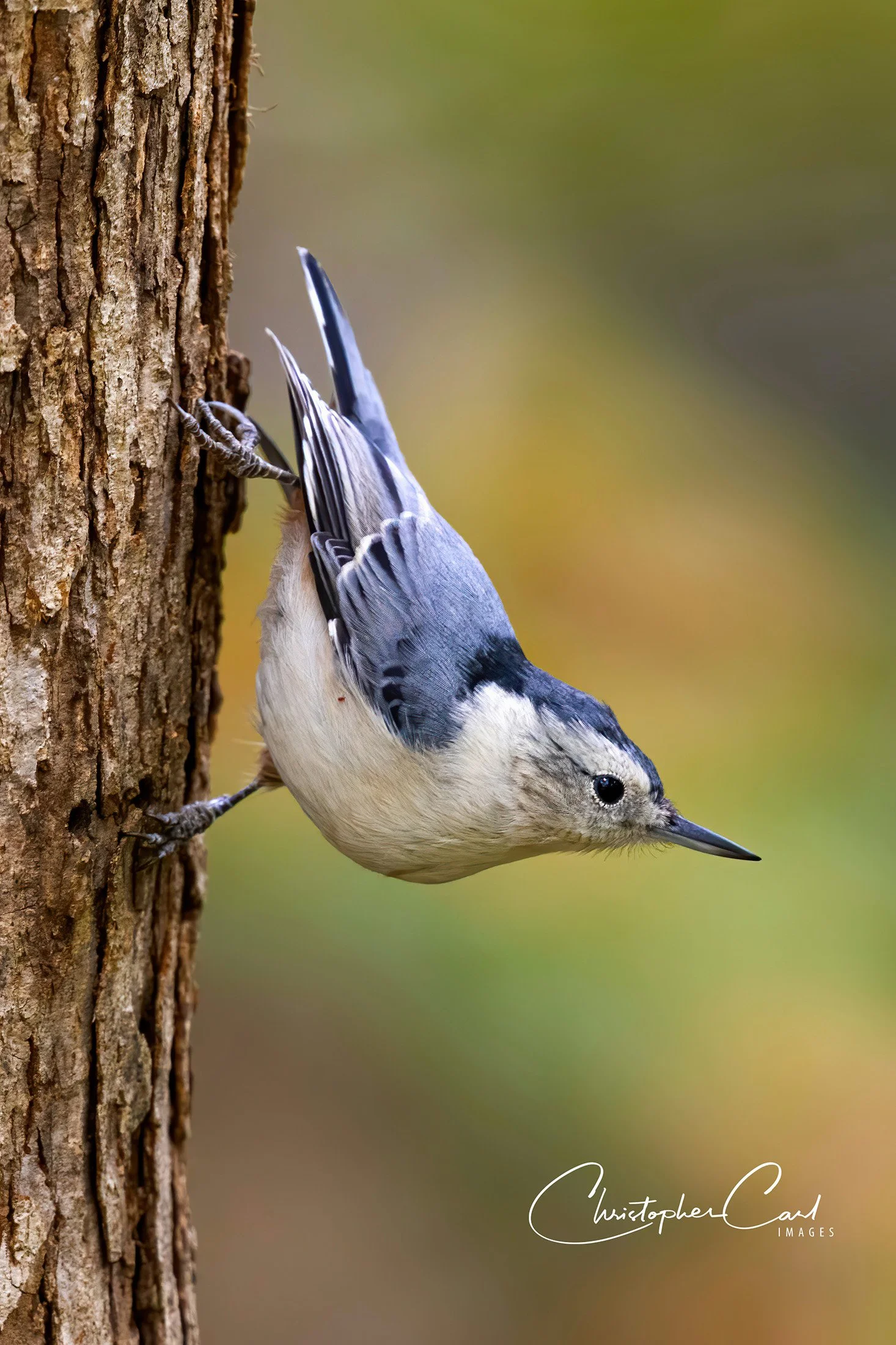 white breasted nuthatch yard classic pose 3.jpg