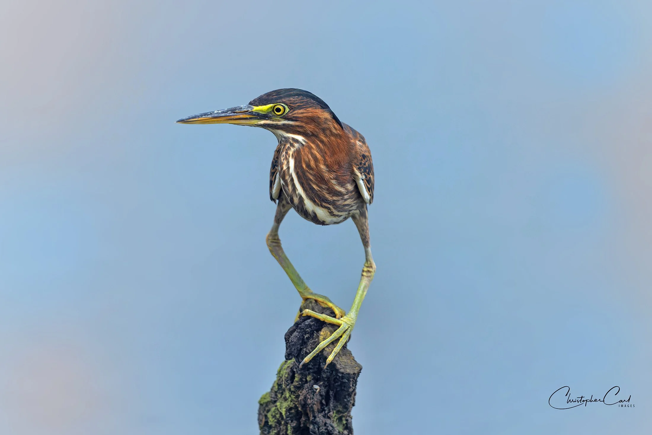 green heron legs akimbo perch mnsa 1.jpg