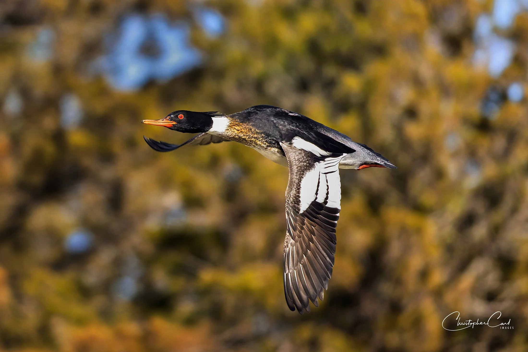 red breasted merganser flight sunken 2026 11.jpg