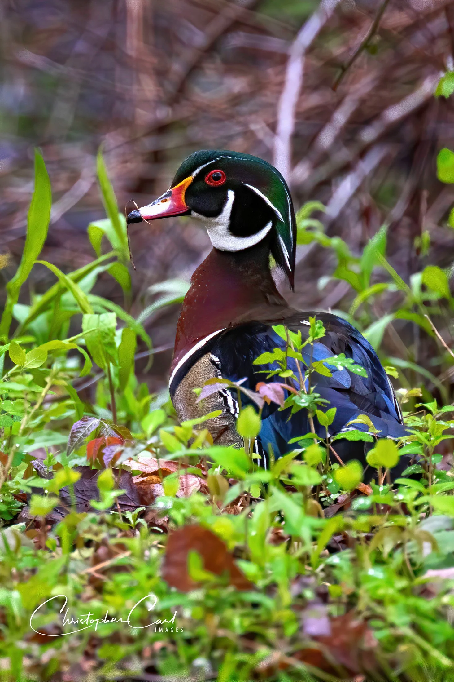 wood duck drake brush.jpg