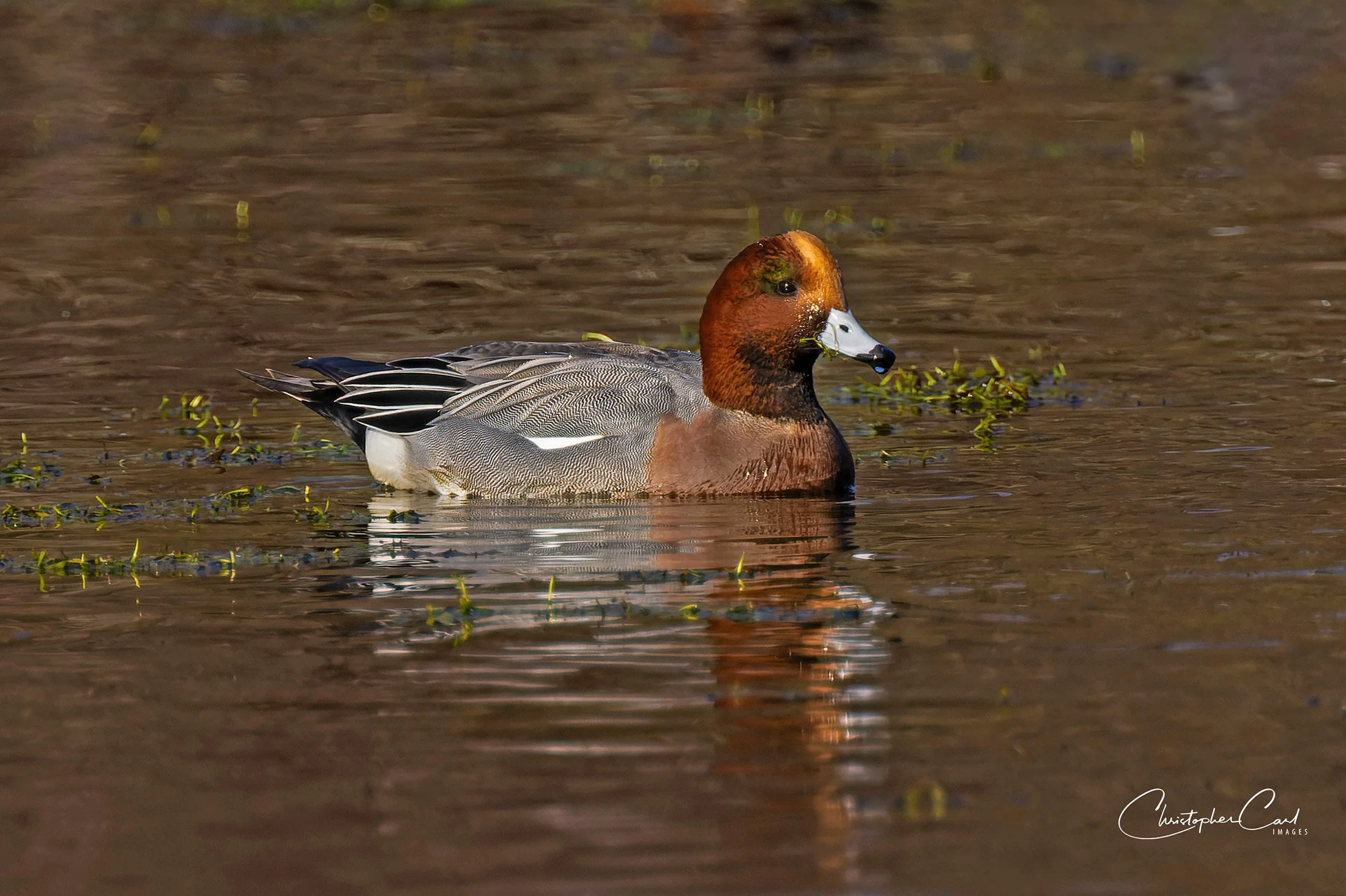 eurasian wigeon sayville.jpg