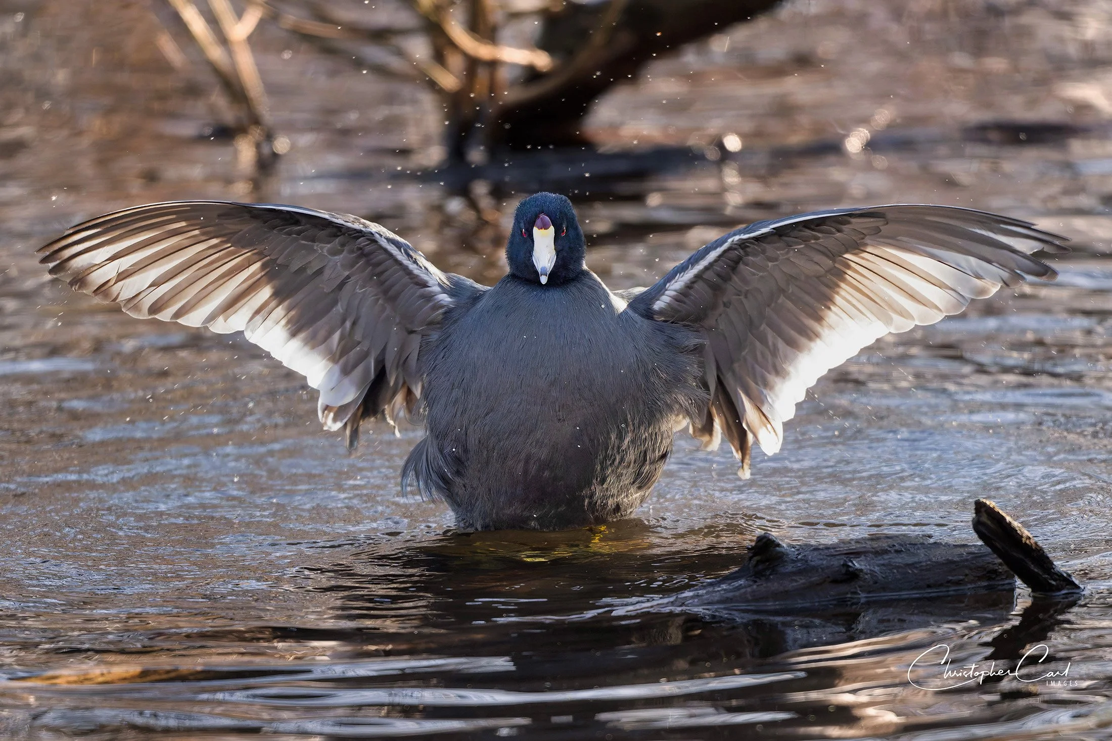american coot wing flap  oak 2025 1.jpg