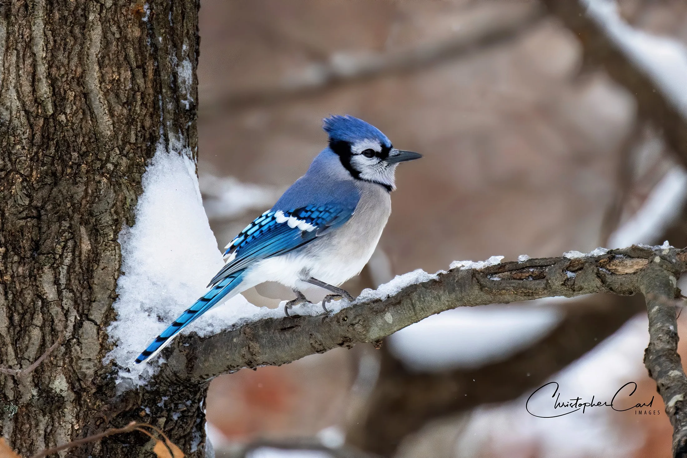 blue jay snow yard.jpg
