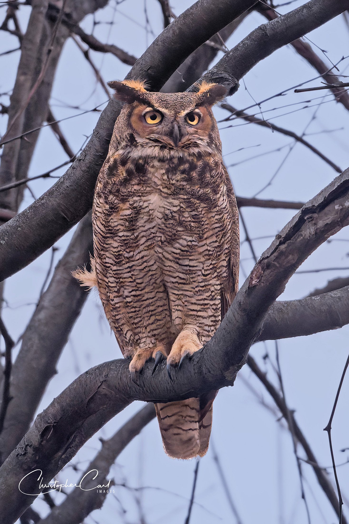 great horned owl oak 2025 2.jpg