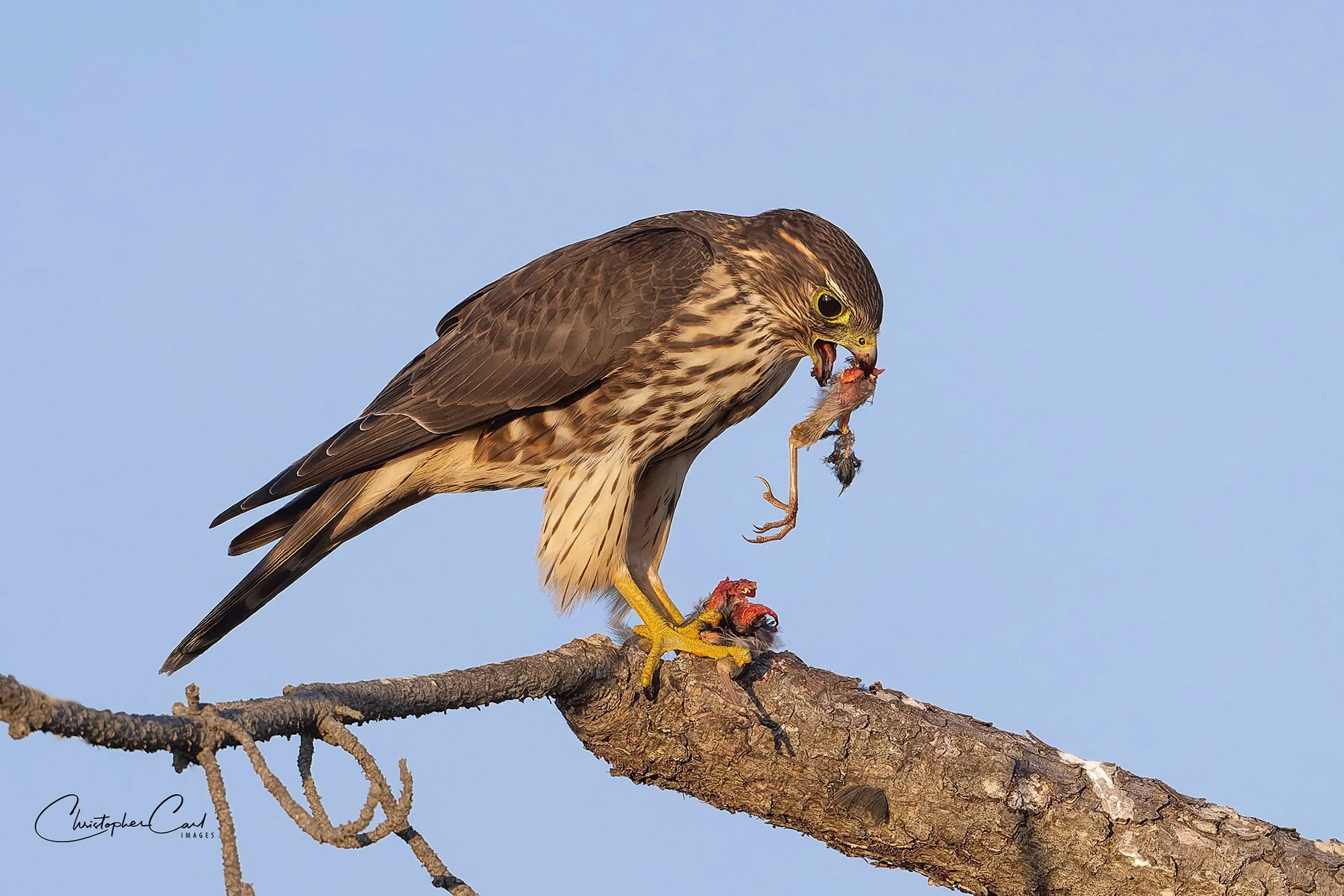 merlin prey bobby mo 2025 15.jpg