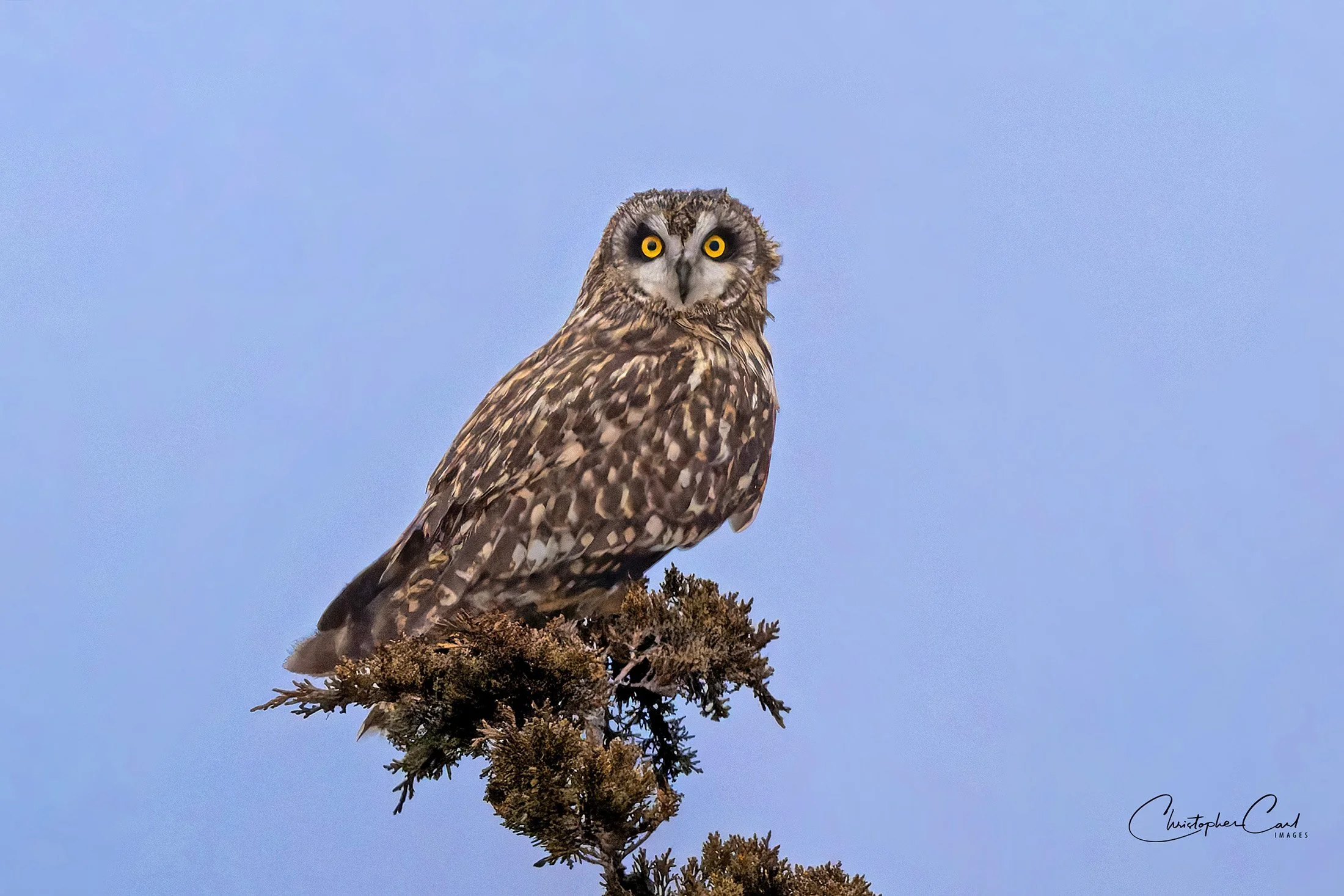short eared owl EPCAL 2025 1.jpg