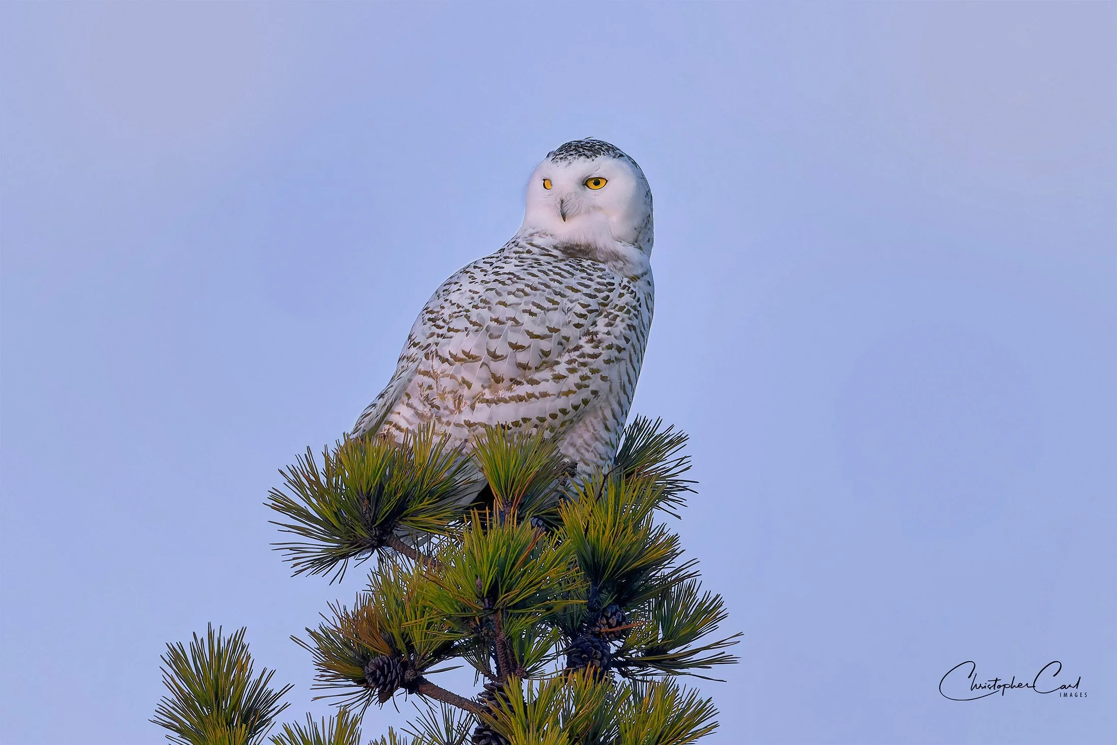 snowy owl perched pine smith point 2025 1.jpg