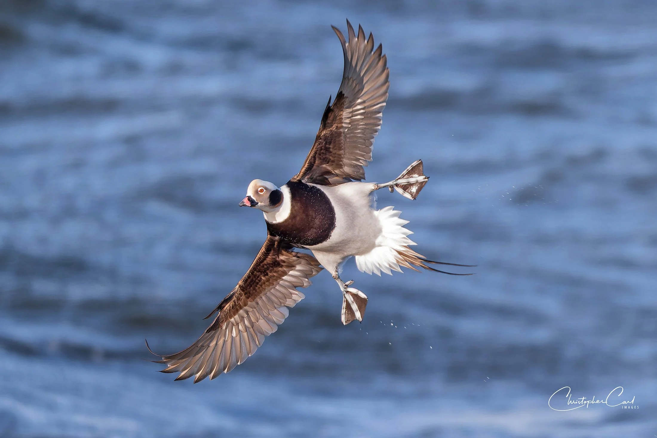 long tailed duck drake flight sunken 2025 14.jpg
