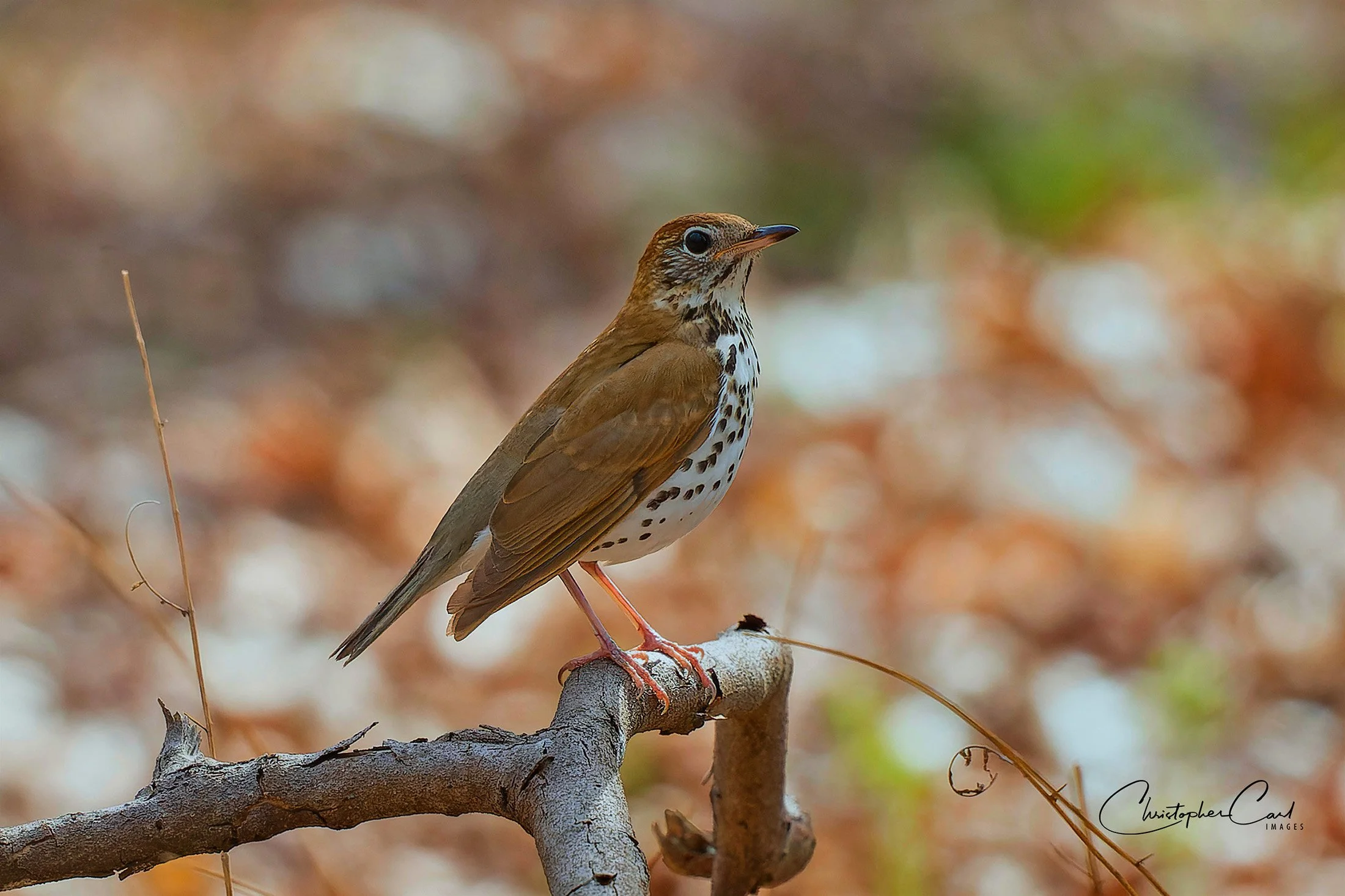 wood thrush hunters garden 3 .jpg