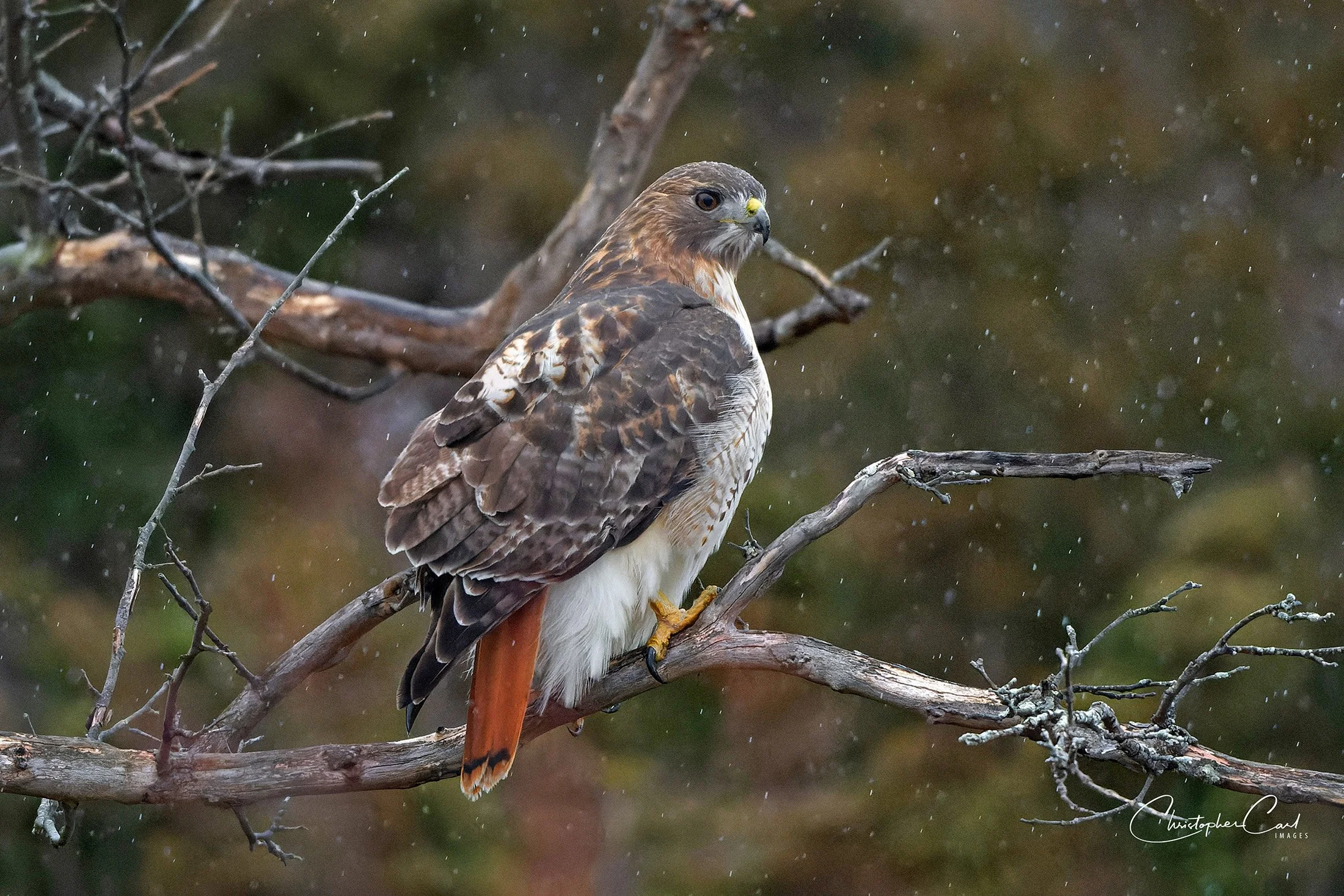 red tailed hawk perched rain sunken 12.jpg