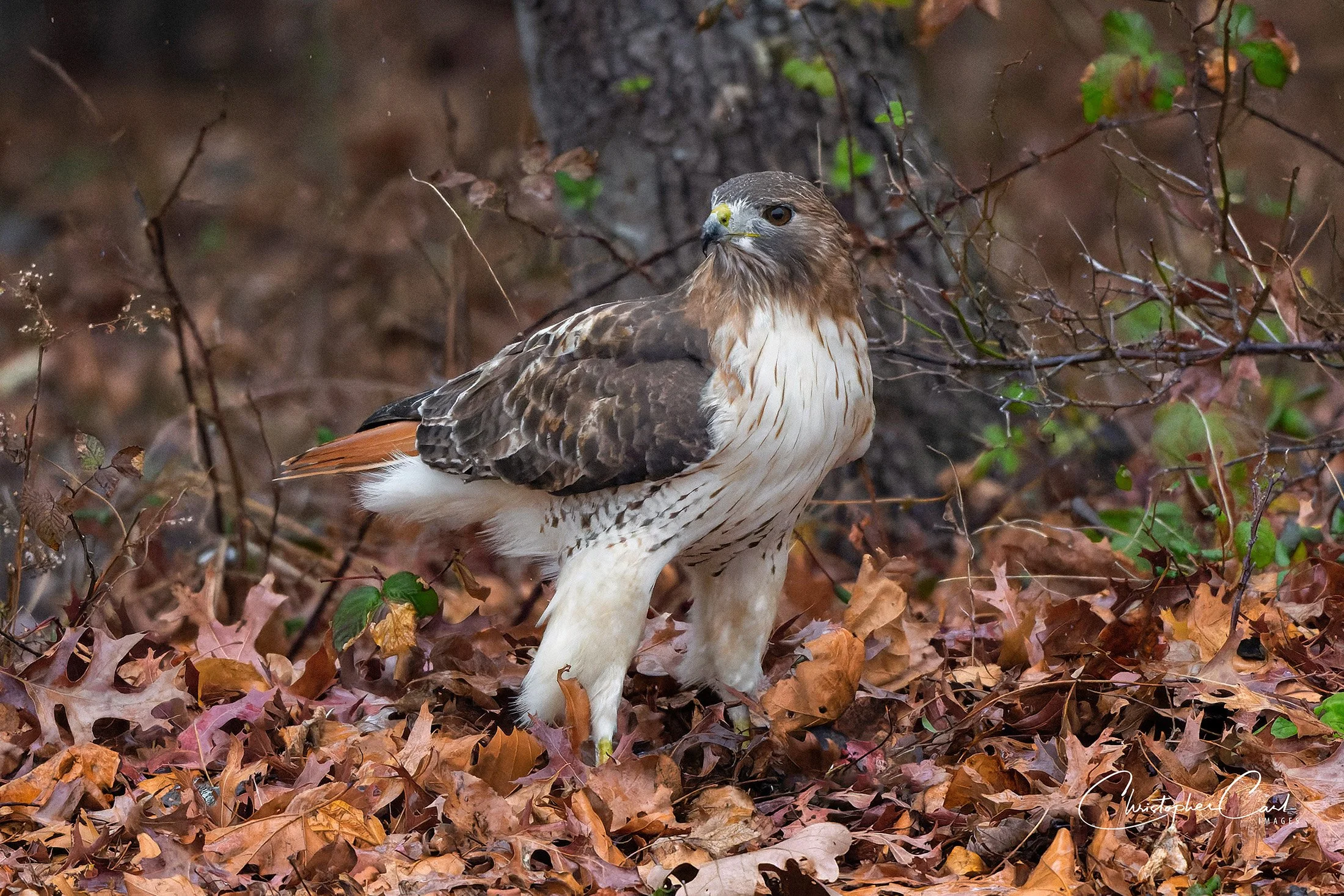 red tailed hawk leaves sunken 15.jpg