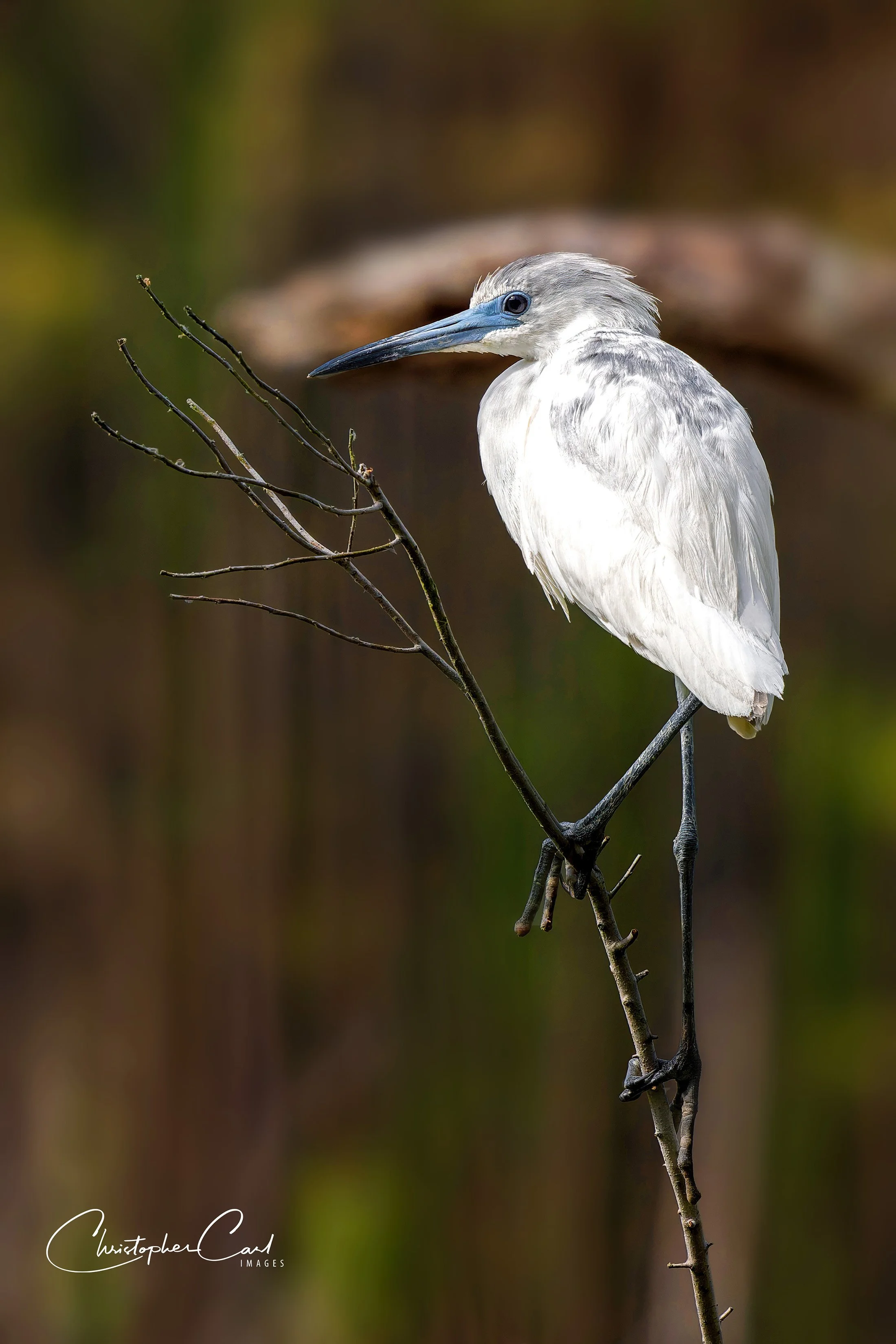 little blue heron juvi perched HBSP 2025 1.jpg