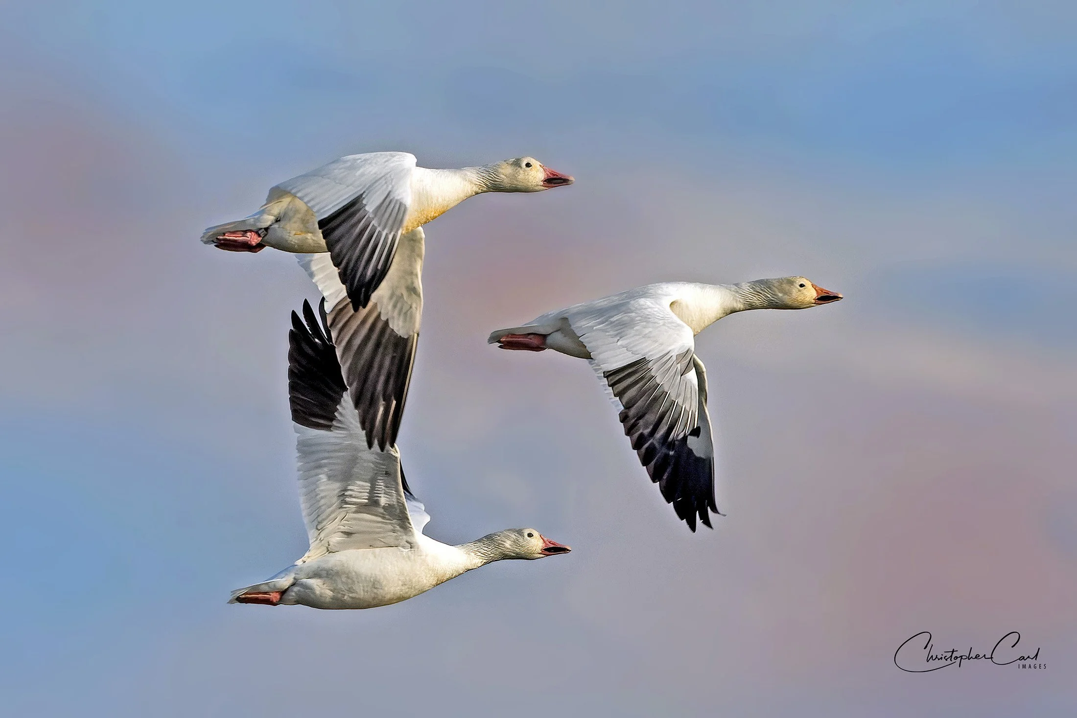 snowy geese flight jam bay trio.jpg