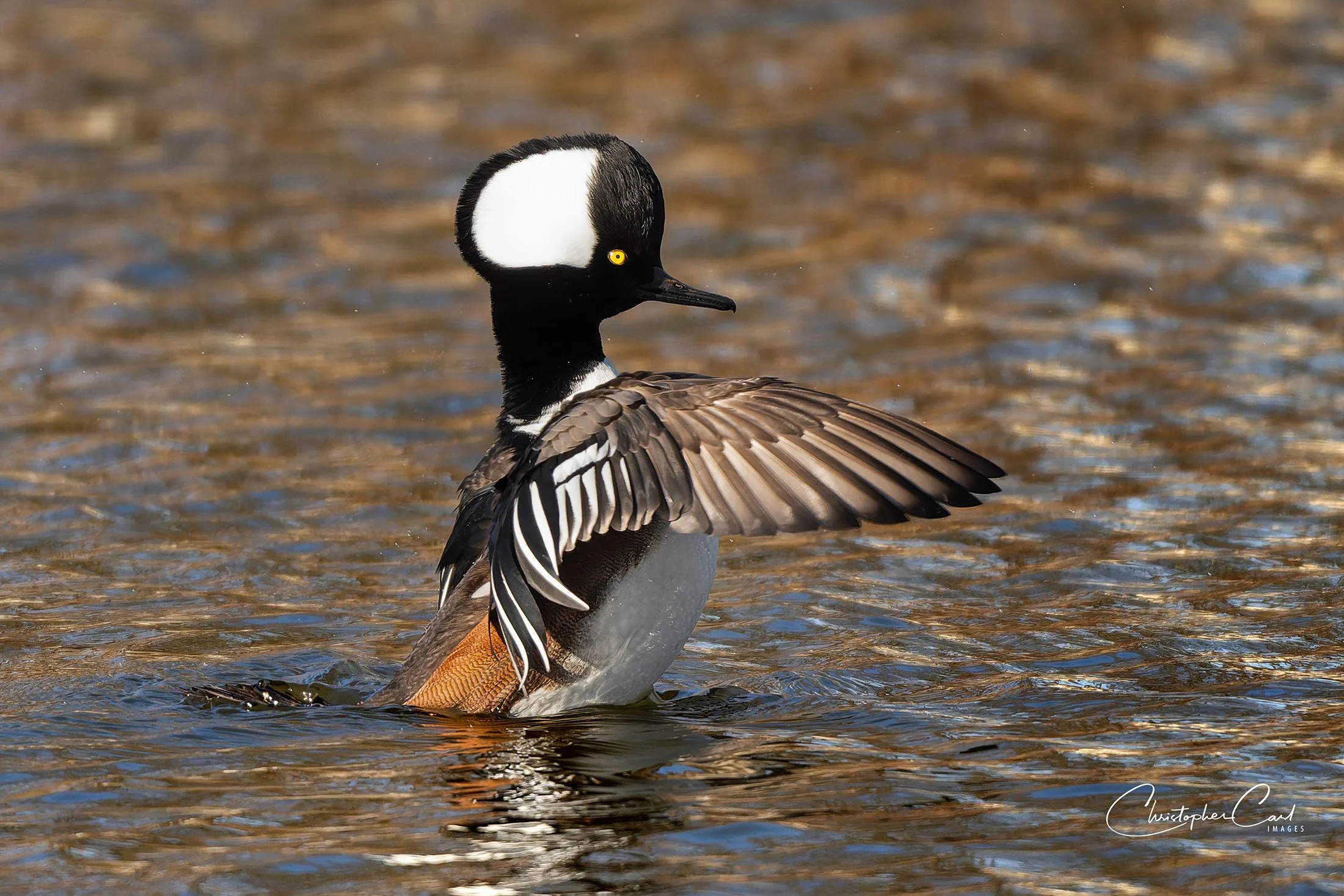 hooded merganser flapping springfield 2025 15.jpg