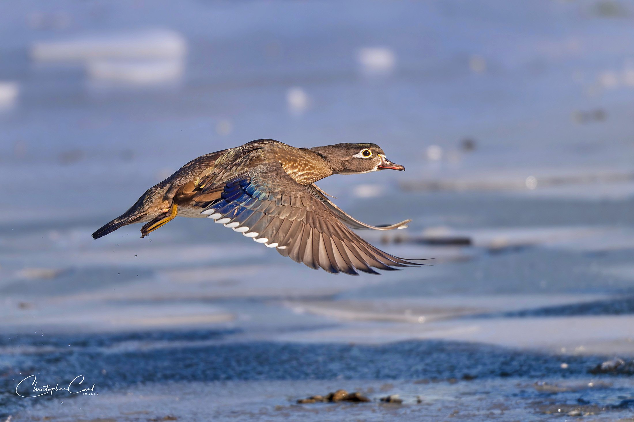 wood duck hen oak flight 2025 1.jpg
