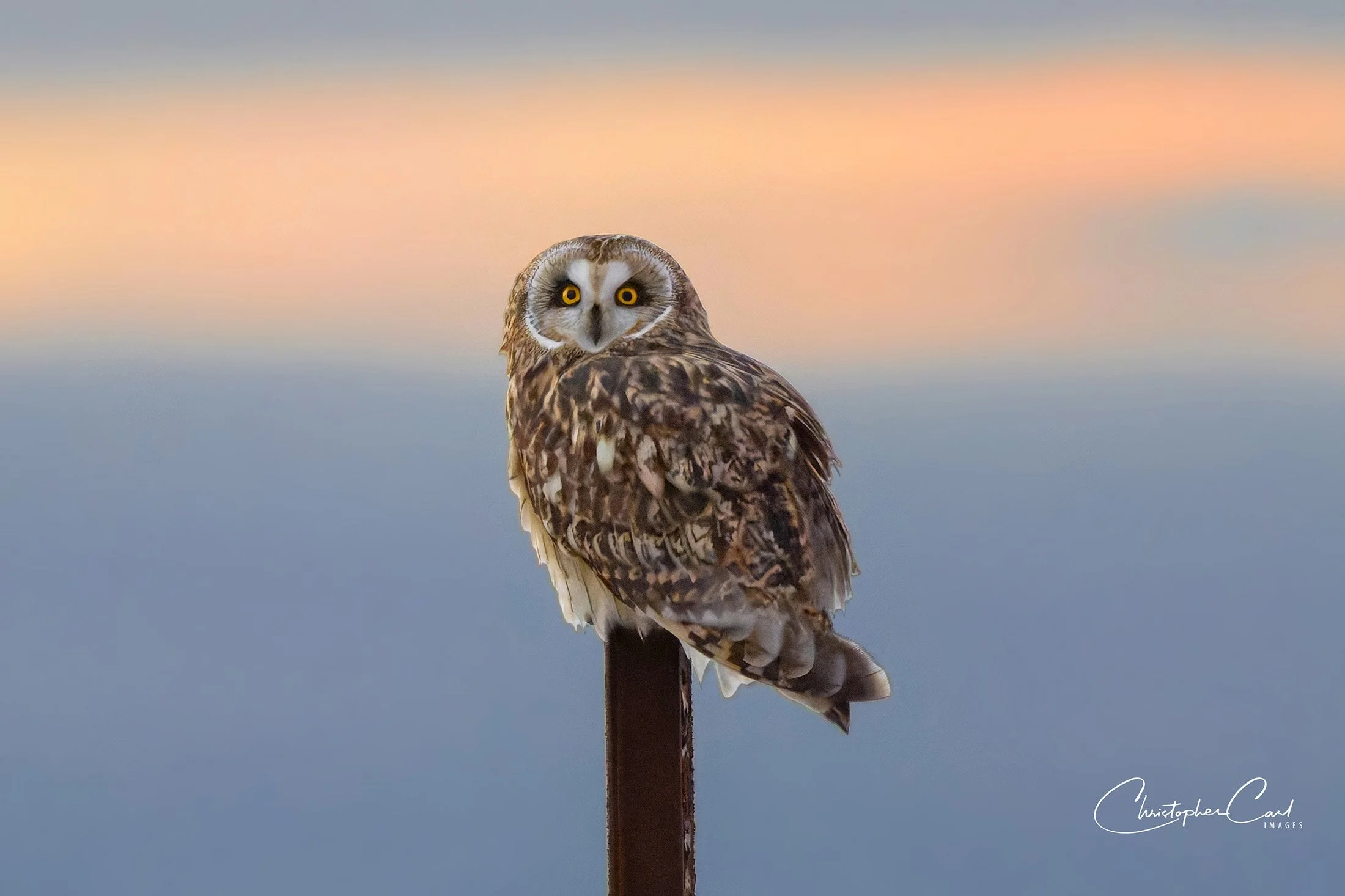 short eared owl sunset shin 2025 16.jpg