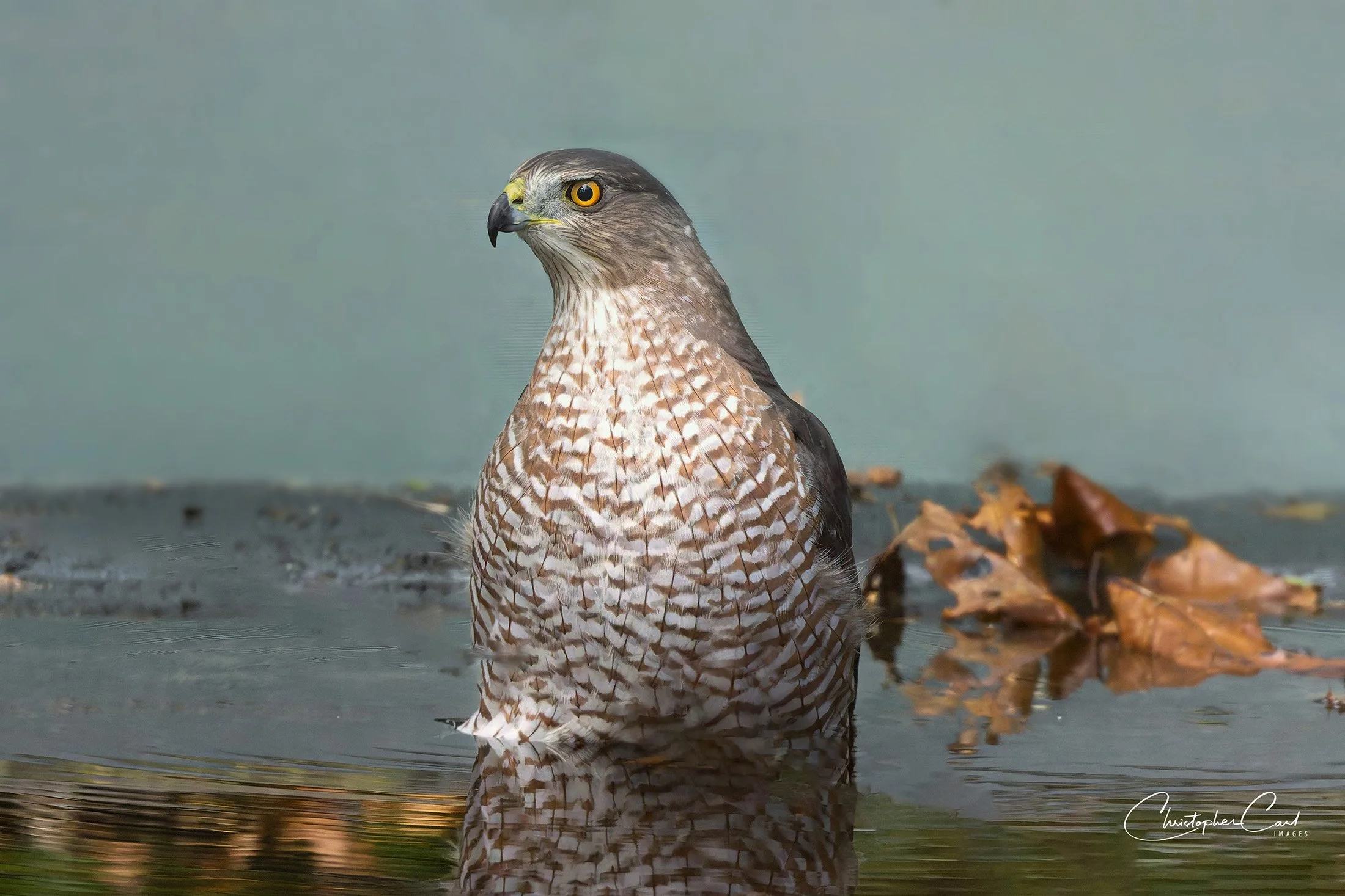 coopers hawk bathing back yard 2025 34.jpg