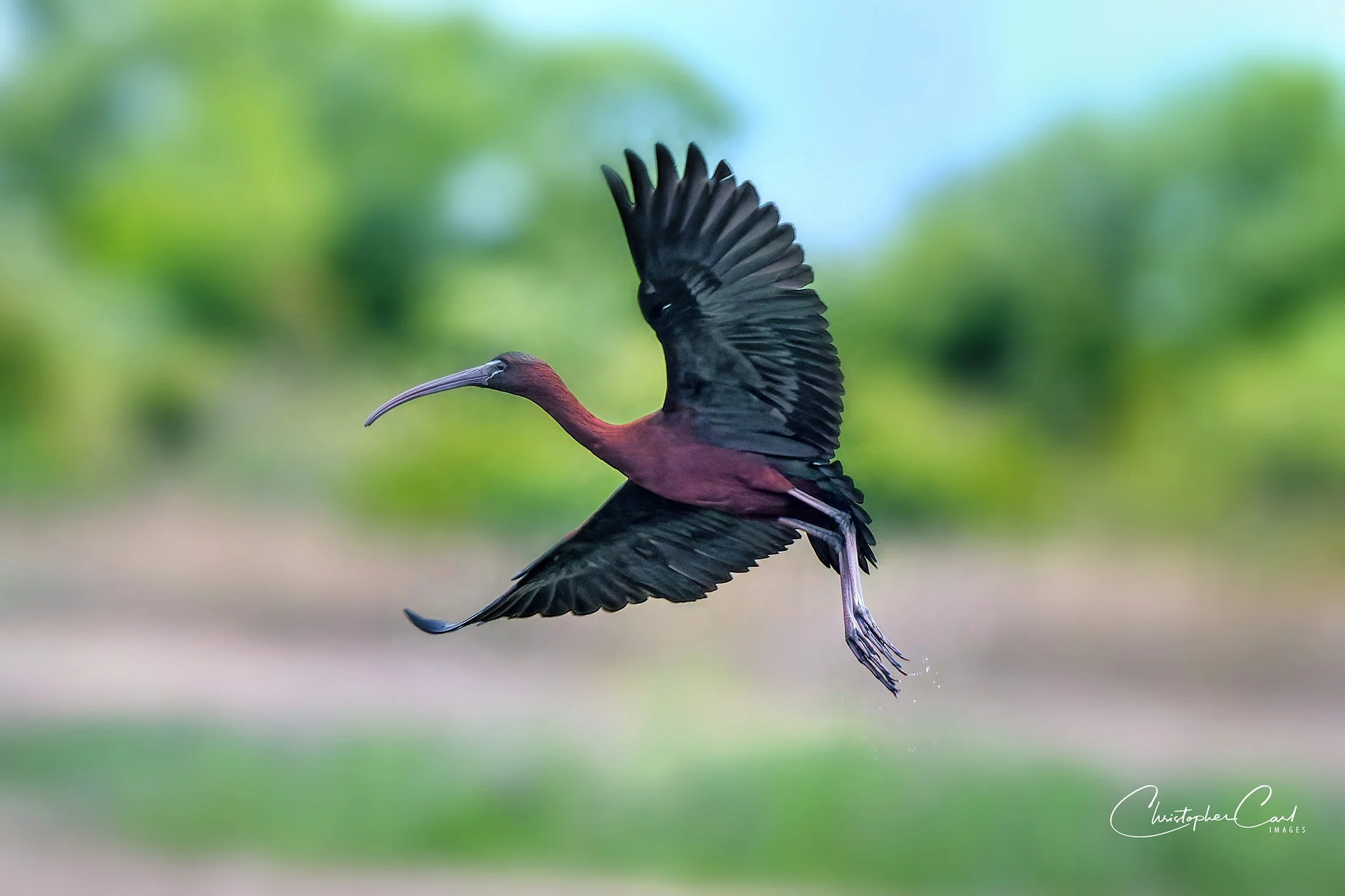 glossy ibis captree 2025 1.jpg